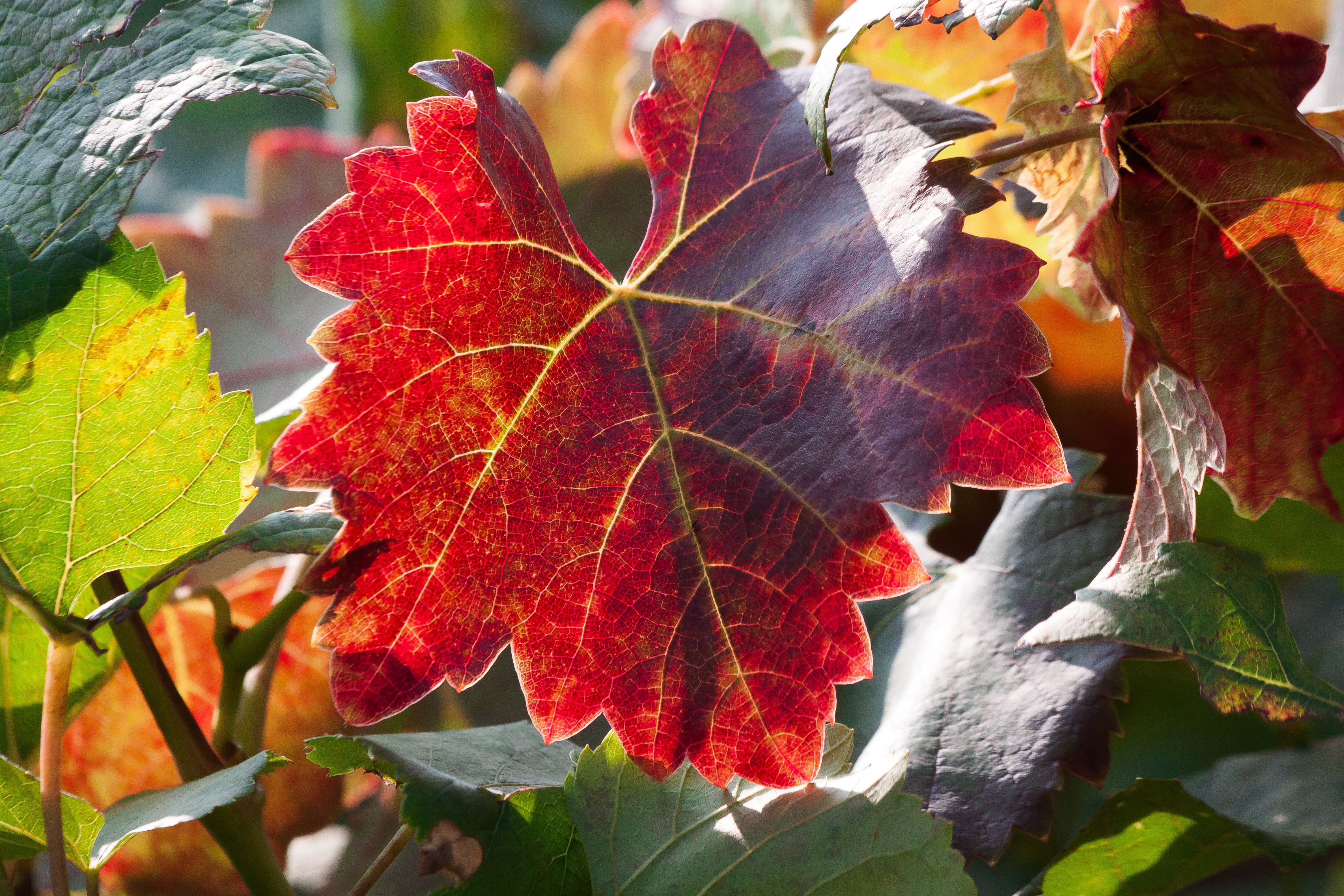 Laden Sie das Herbst, Geäst, Zweige, Blatt, Natur, Trauben-Bild kostenlos auf Ihren PC-Desktop herunter
