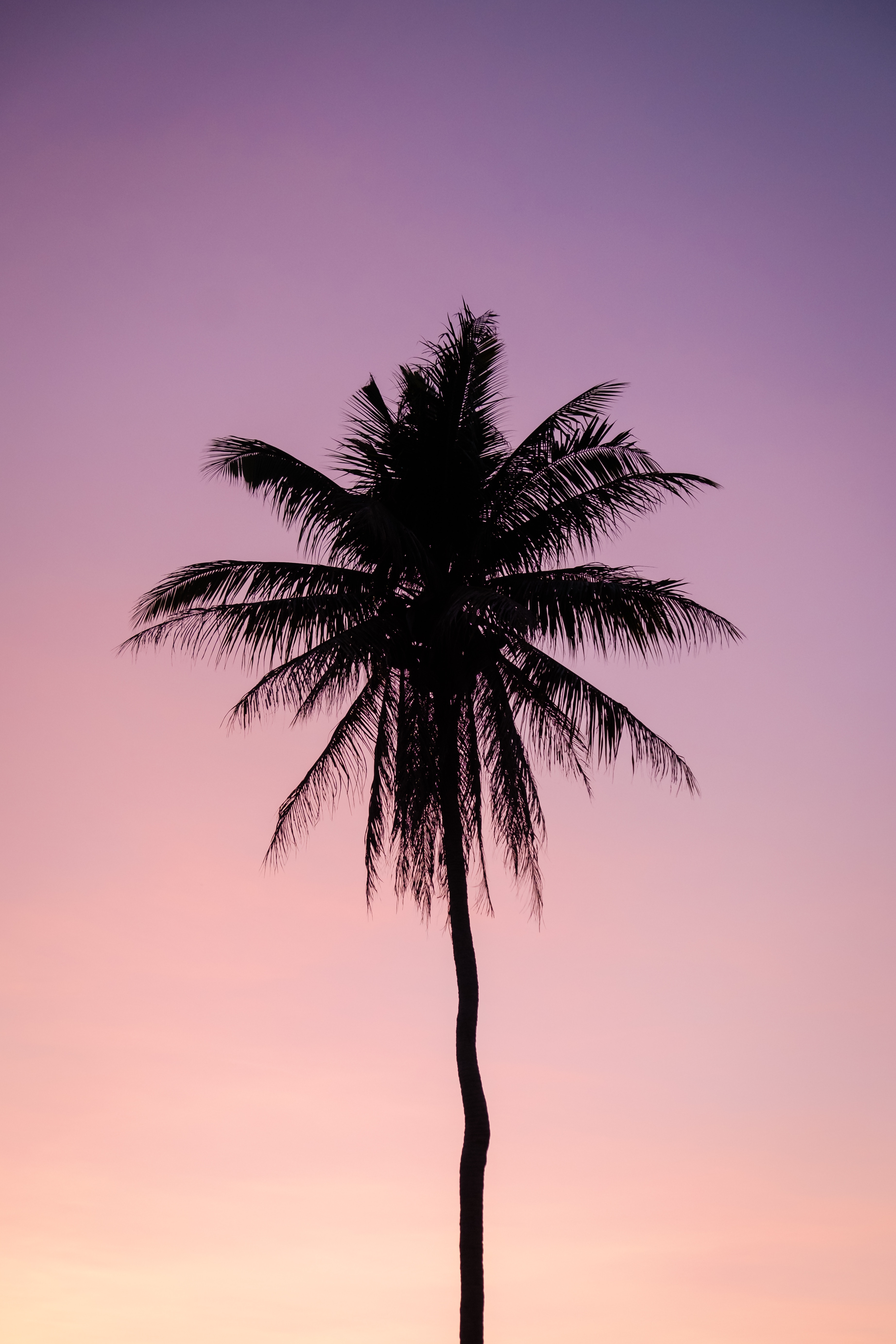 Красивые пальмы