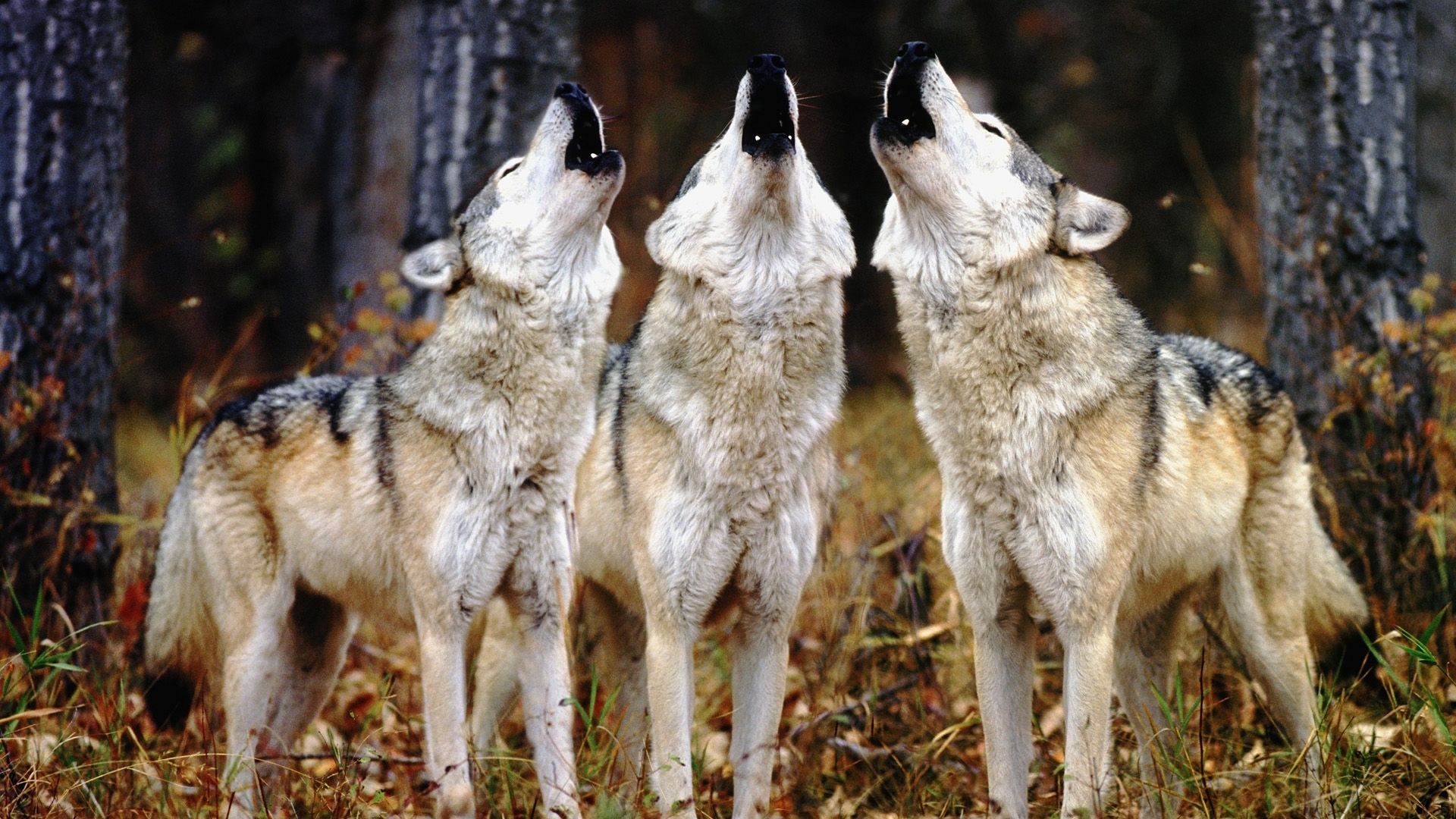 Скачать картинку Животные, Волки в телефон бесплатно.