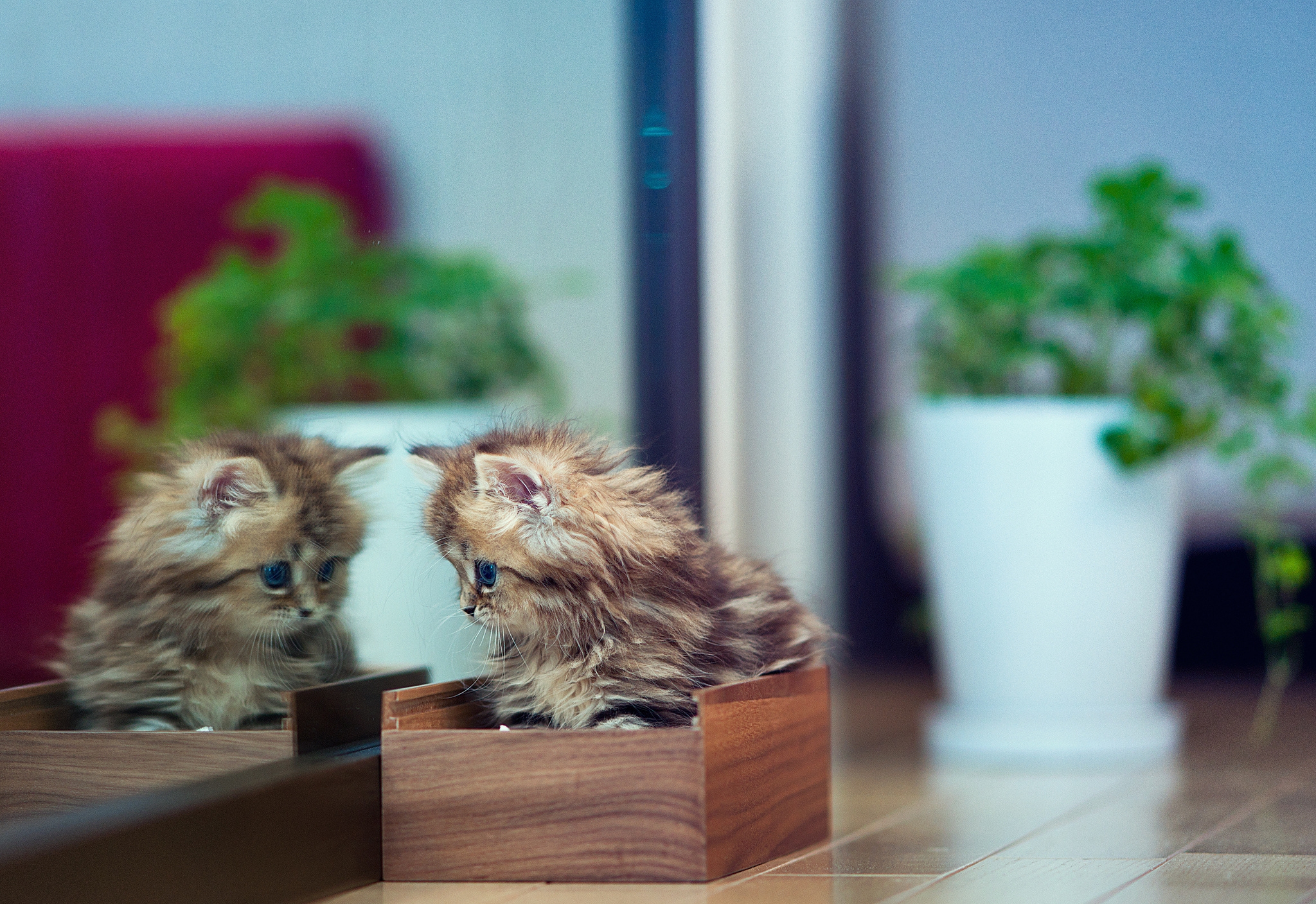 kitty, animals, reflection, flower, kitten, indoor plant, houseplant, mirror, casket