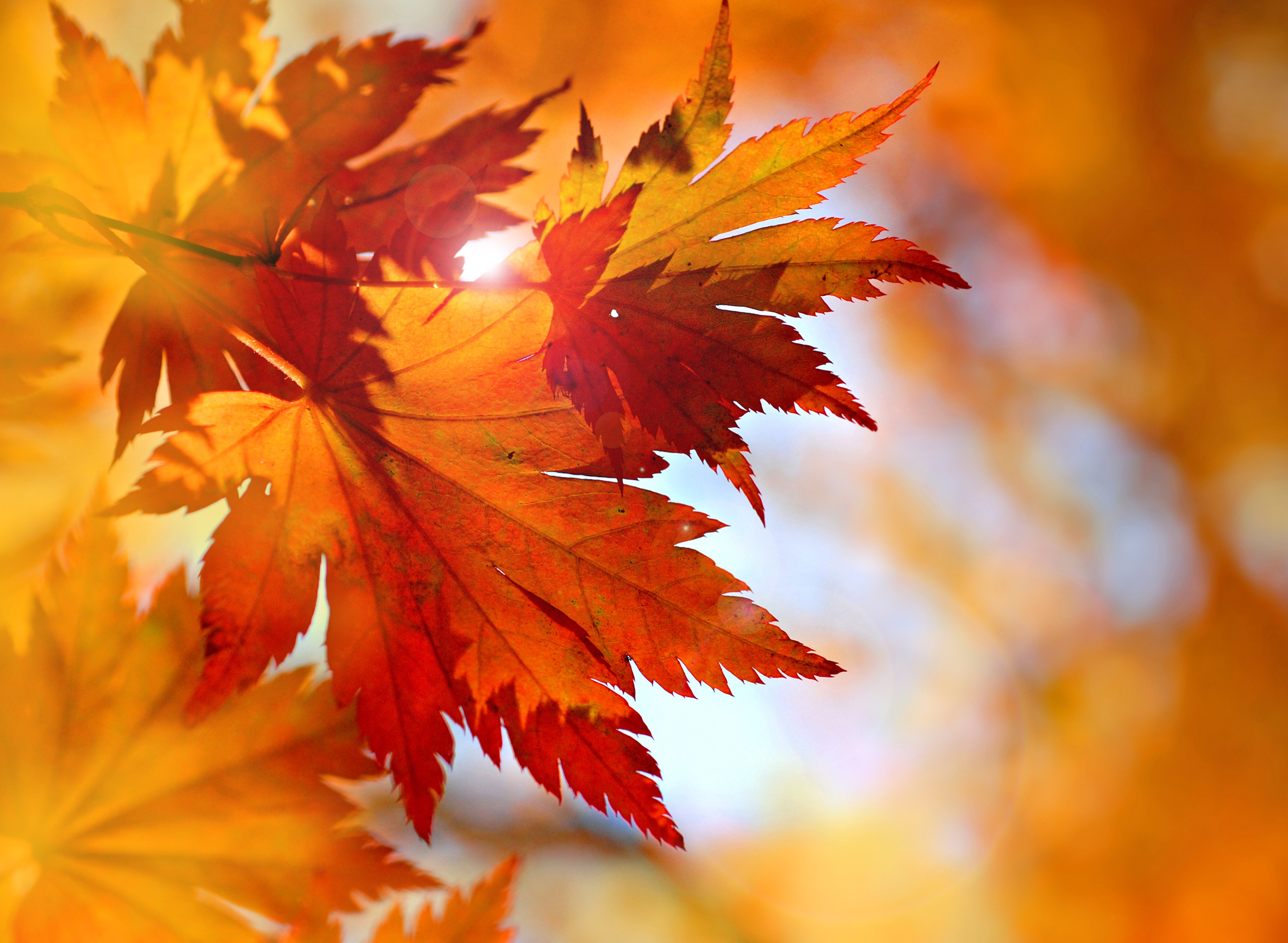 New Lock Screen Wallpapers earth, leaf, close up, fall, maple leaf