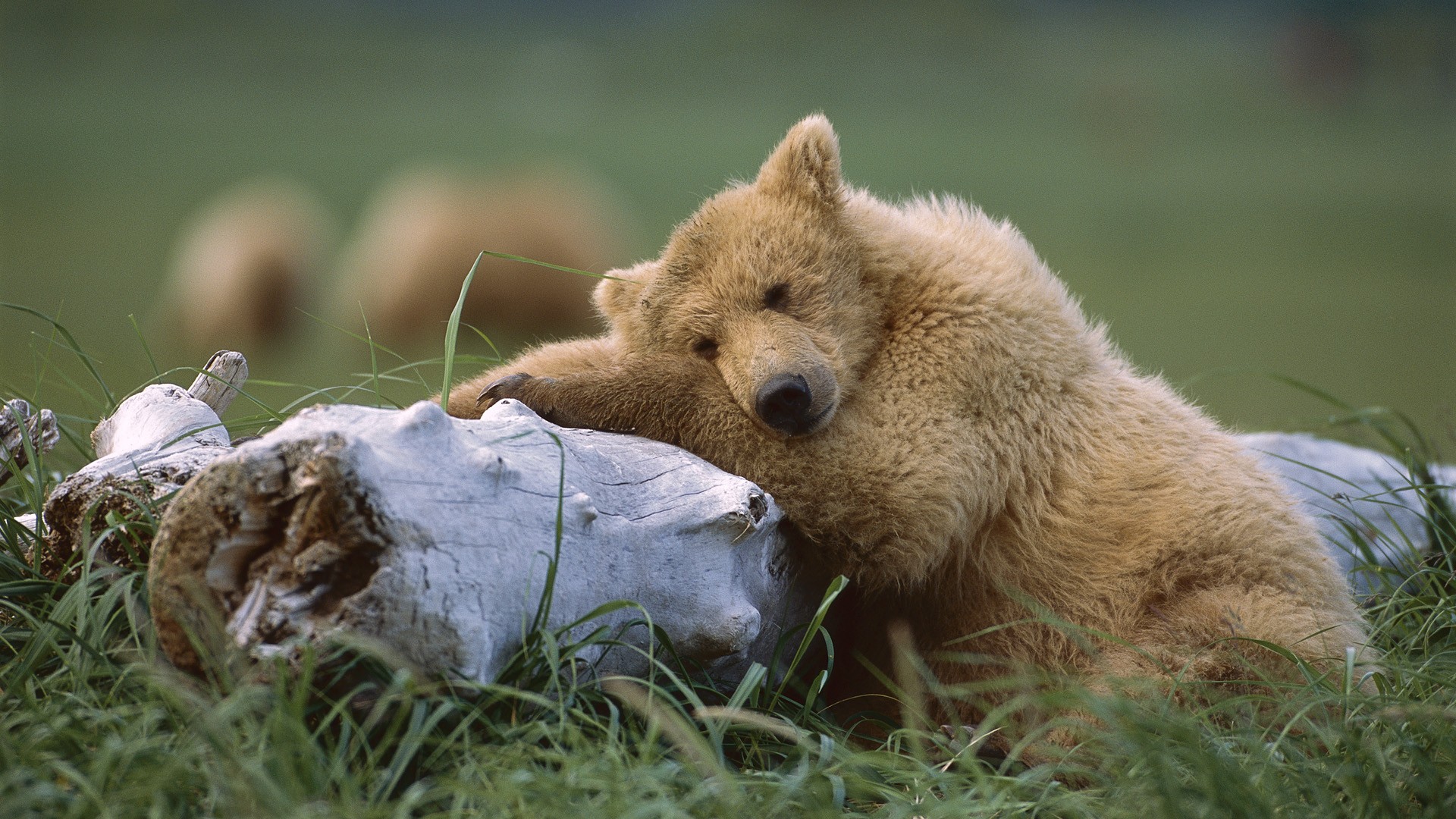 brown bear, animal, grizzly bear, alaska, cute, katmai national park, log, resting, bears