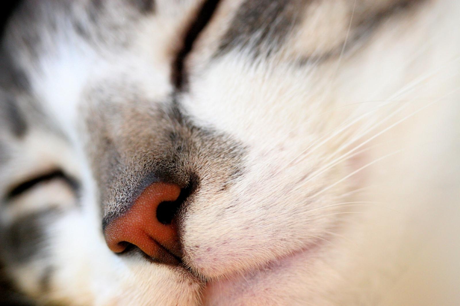 white, red, macro, cat, muzzle, grey, nose