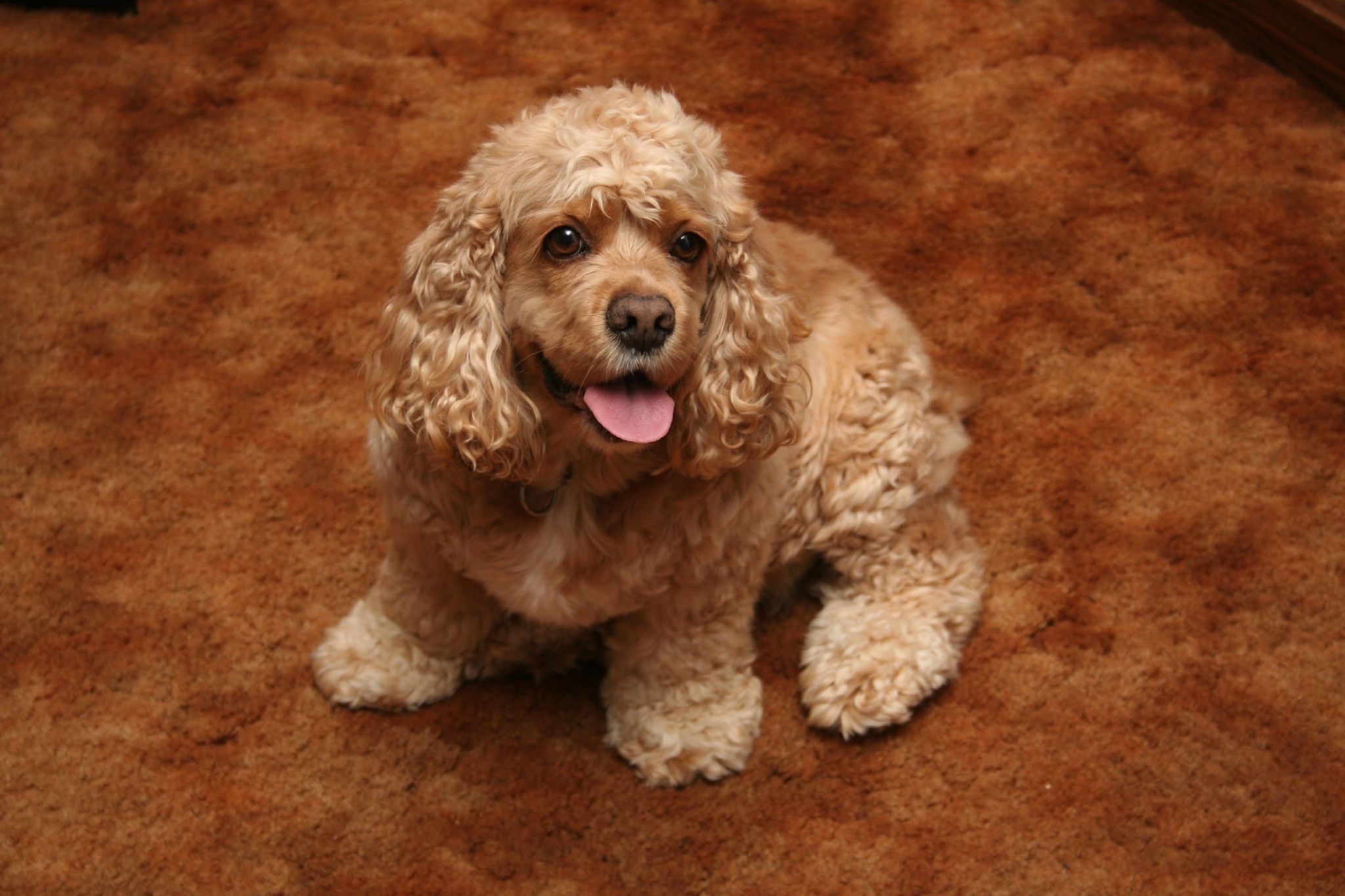 1920 x 1080 picture animals, dog, color, curly, american cocker spaniel