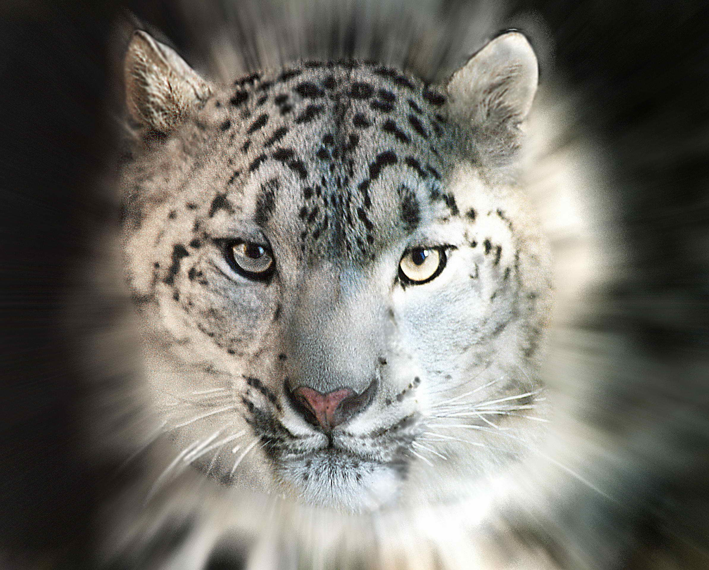 10428 Fonds d'écran et Snow Leopard images sur le bureau. Téléchargez les économiseurs d'écran  sur PC gratuitement
