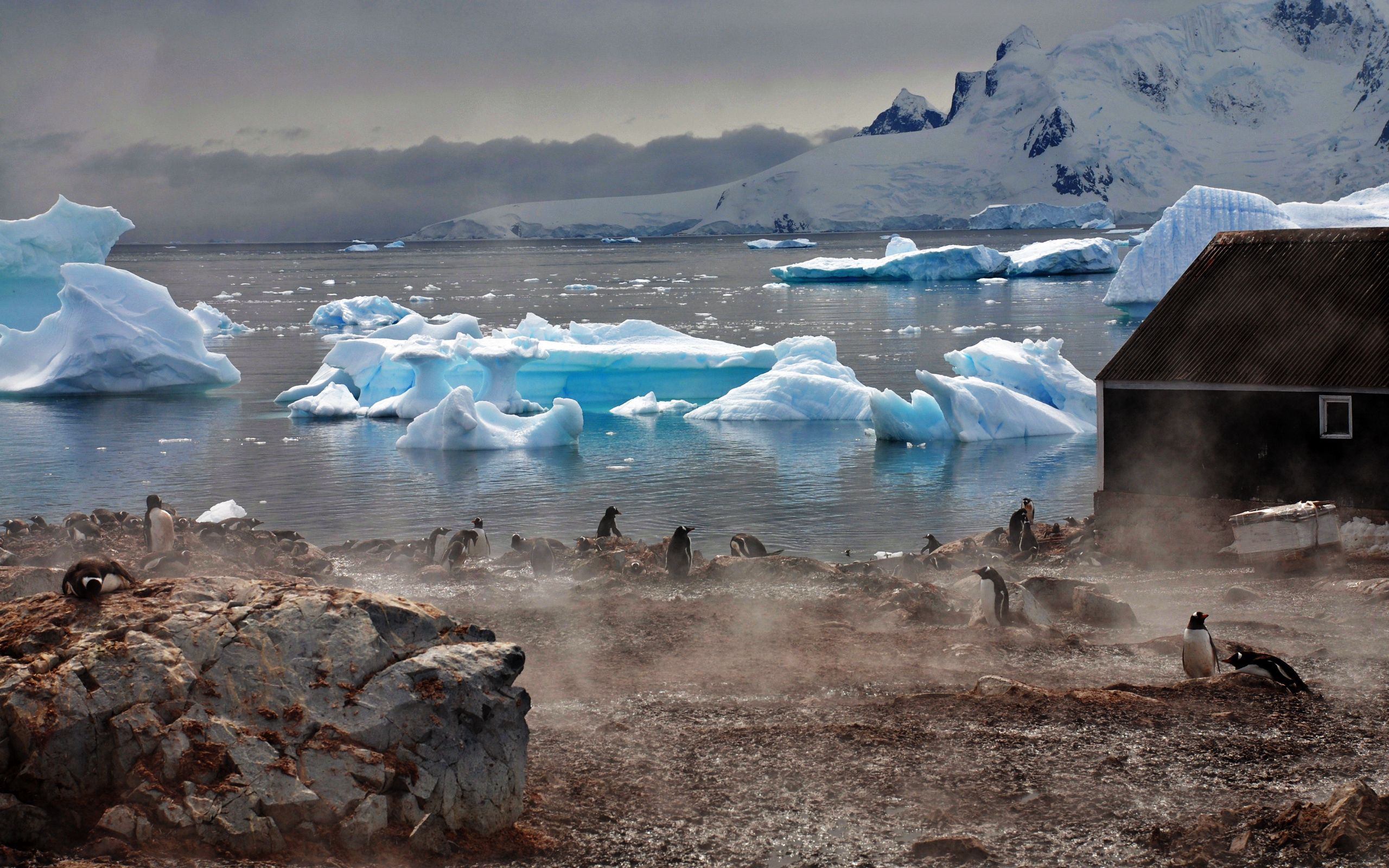 Download mobile wallpaper Glaciers, Fog, Animals, Atmosphere, Water, Pinguins, House for free.