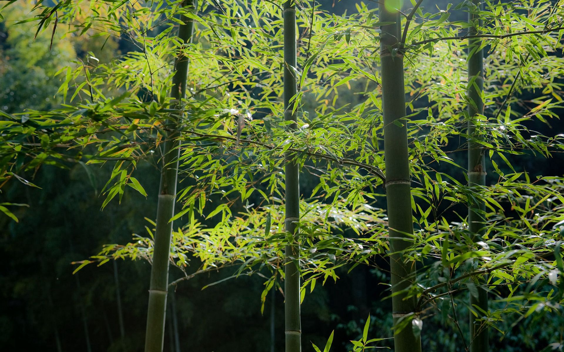 74994 Hintergrundbild herunterladen natur, wald, bambus, ruhe, vorbauten, stammt - Bildschirmschoner und Bilder kostenlos