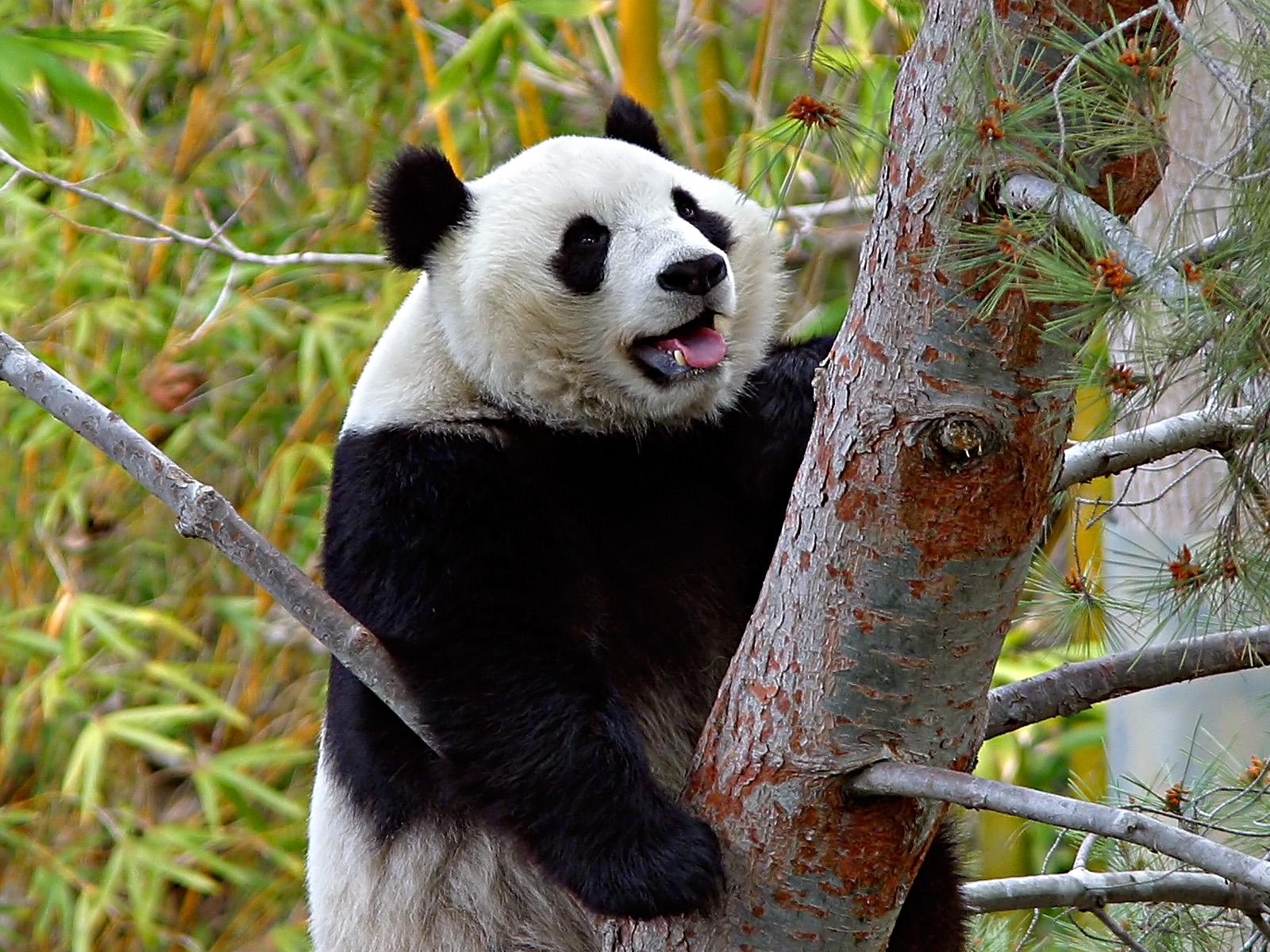 animals, bears, pandas Phone Background