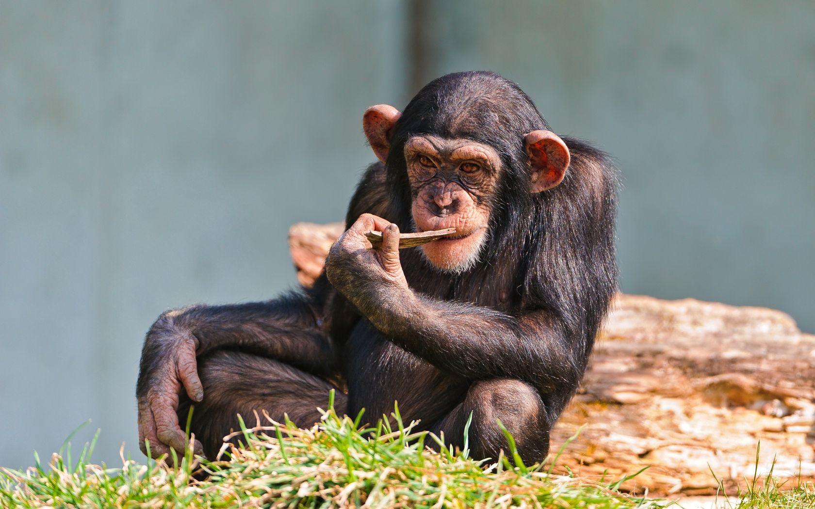 Handy-Wallpaper Klein, Schimpansen, Tiere, Sitzen, Schimpanse kostenlos herunterladen.