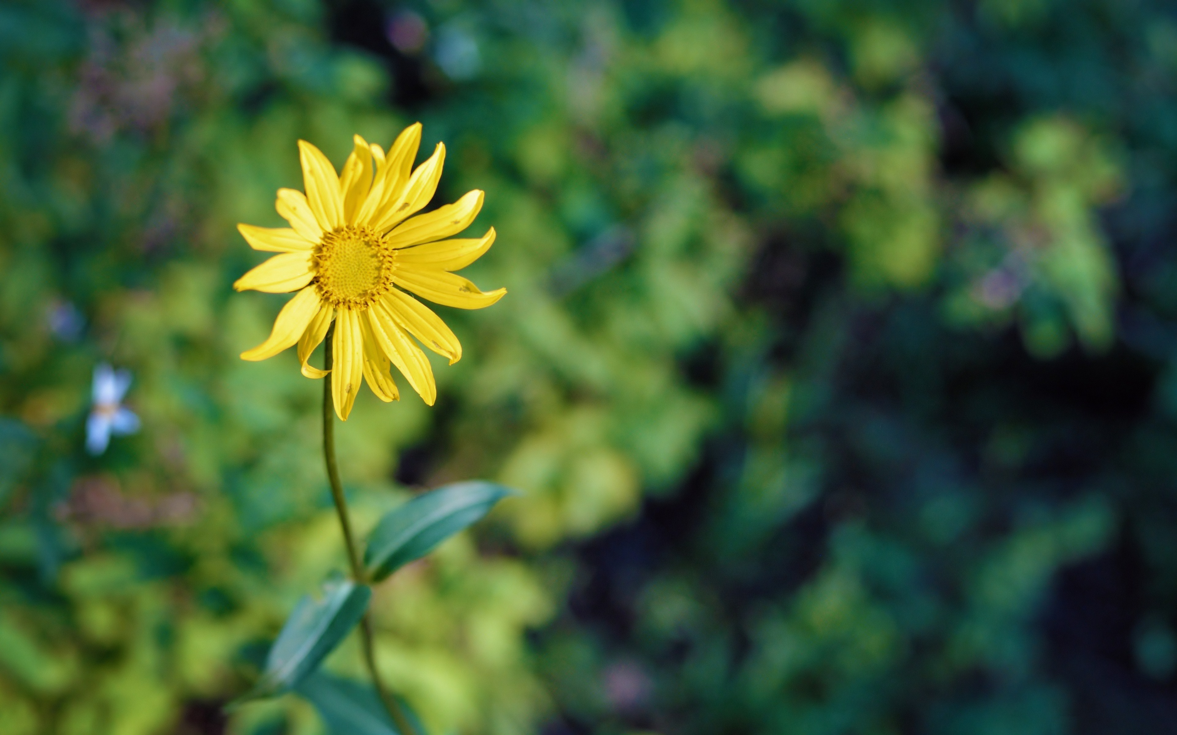yellow flower, earth, daisy, flower, flowers