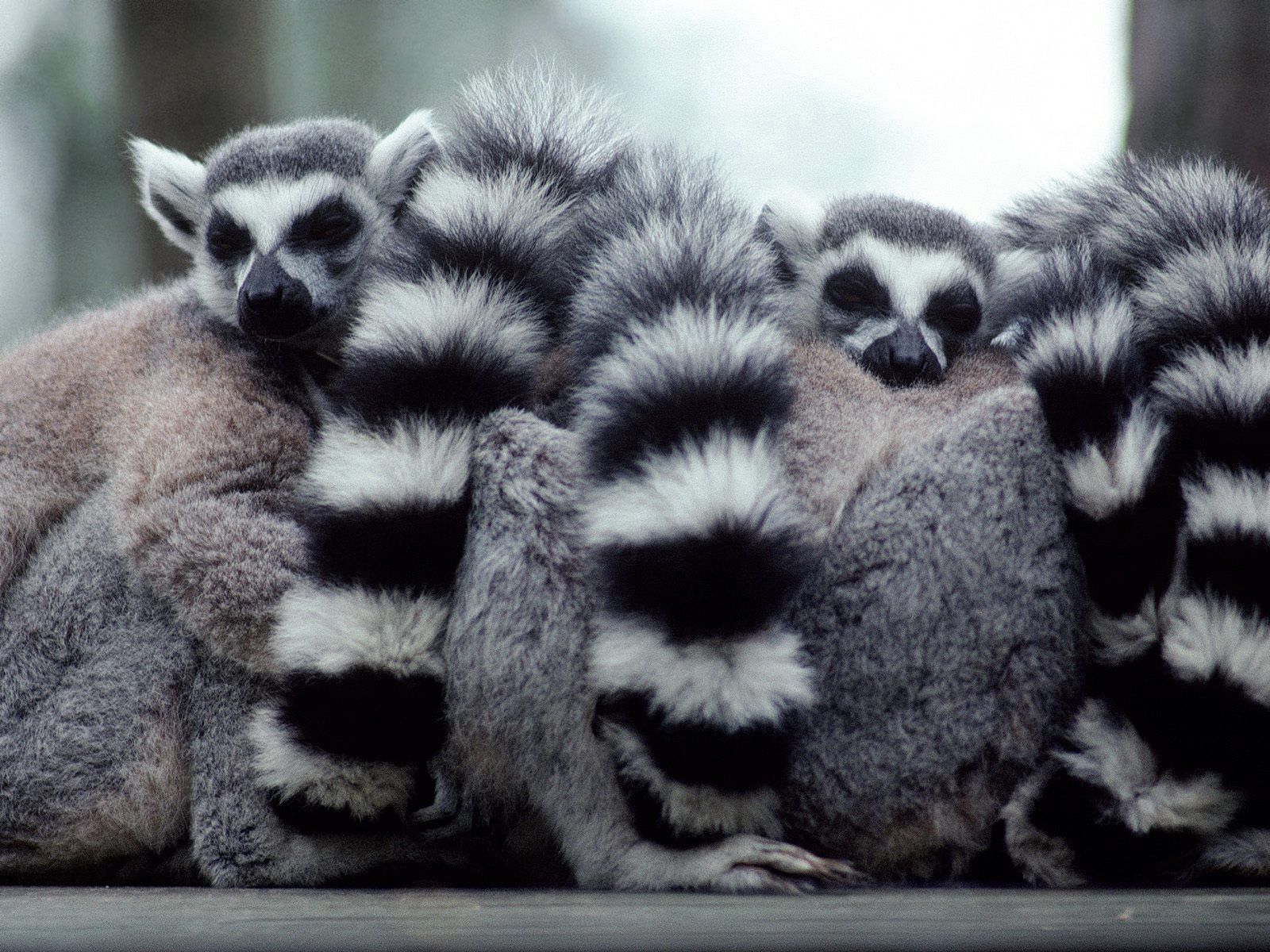 146442 Hintergrundbild herunterladen tiere, lemuren, ausblenden, die familie, familie, schwanz - Bildschirmschoner und Bilder kostenlos