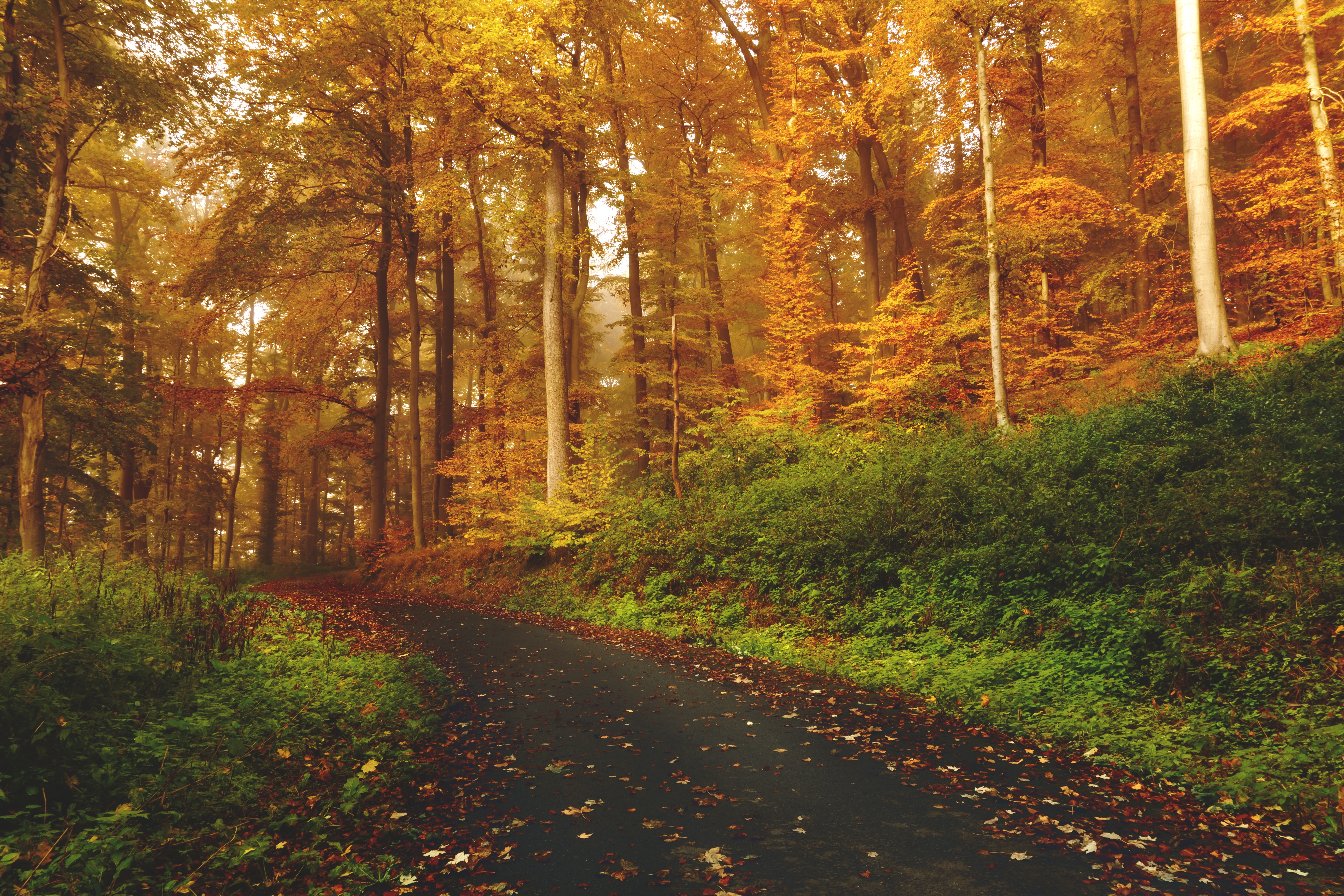 Download mobile wallpaper Path, Forest, Autumn, Trees, Nature for free.