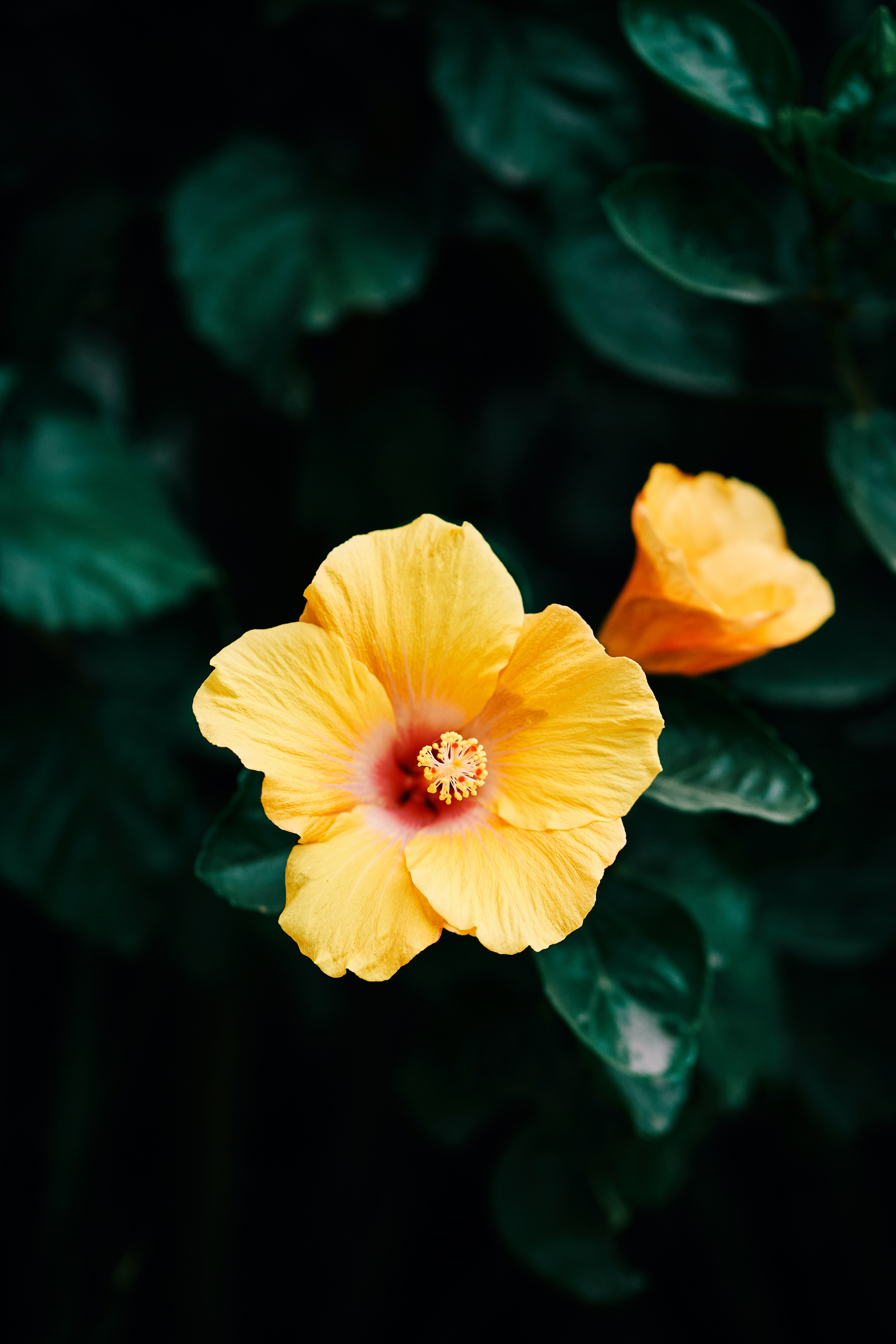 hibiscus, yellow, flowers, flower, plant, bloom, flowering download HD wallpaper