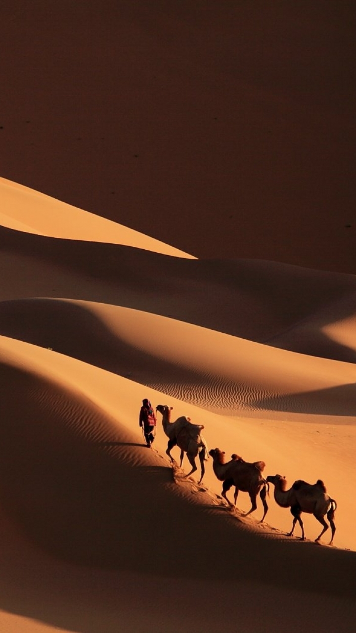 photography, caravan, camel, dune, desert, sand