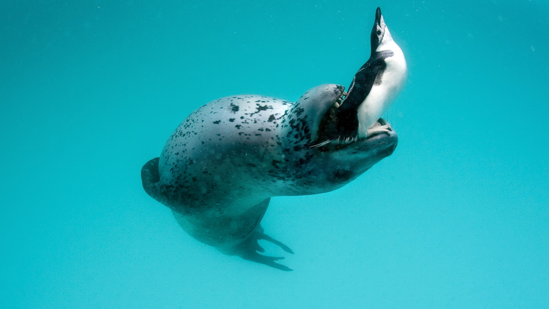 мир подводных животных картинки