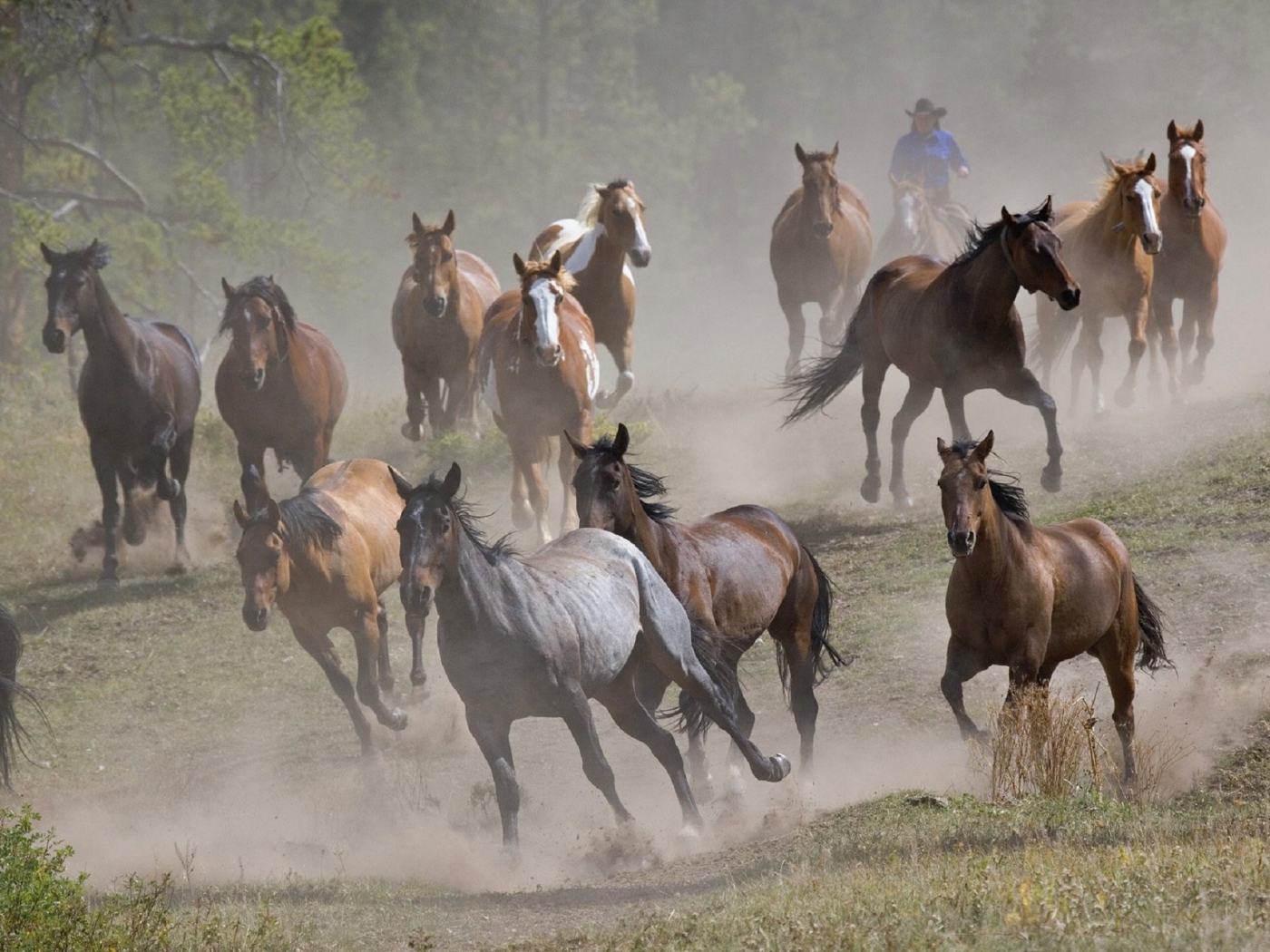 horses, animals HD wallpaper