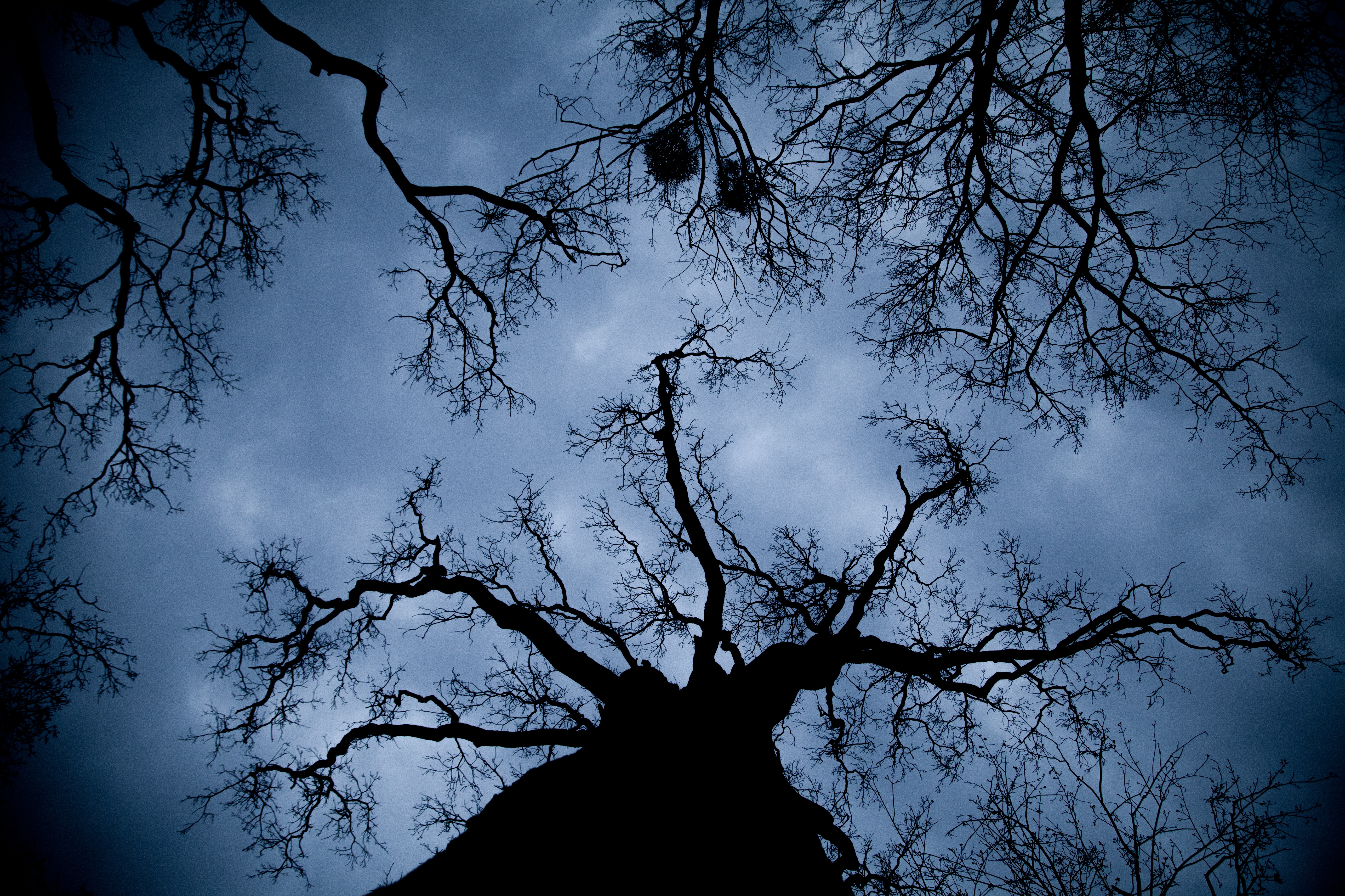 nature, night, wood, tree, branches, outlines, bottom view