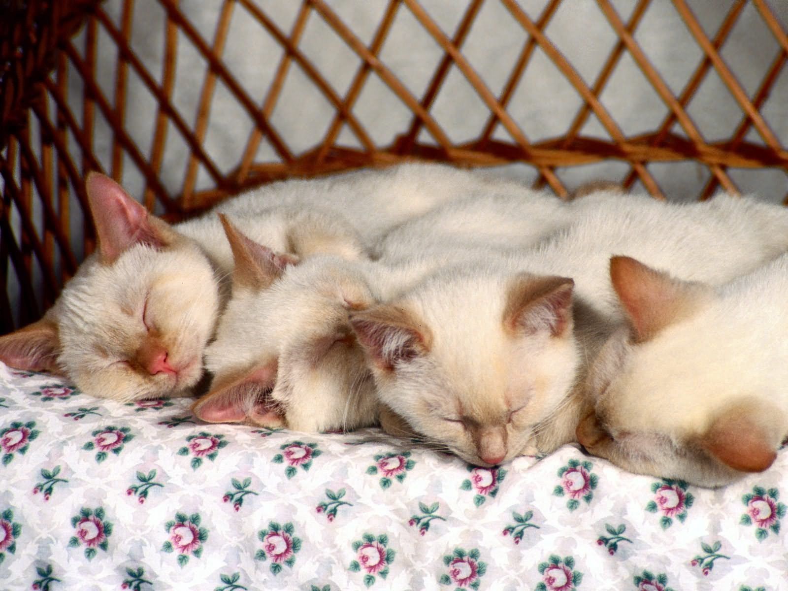 97166 скачать картинку котята, животные, много, малыши, спят - обои и заставки бесплатно