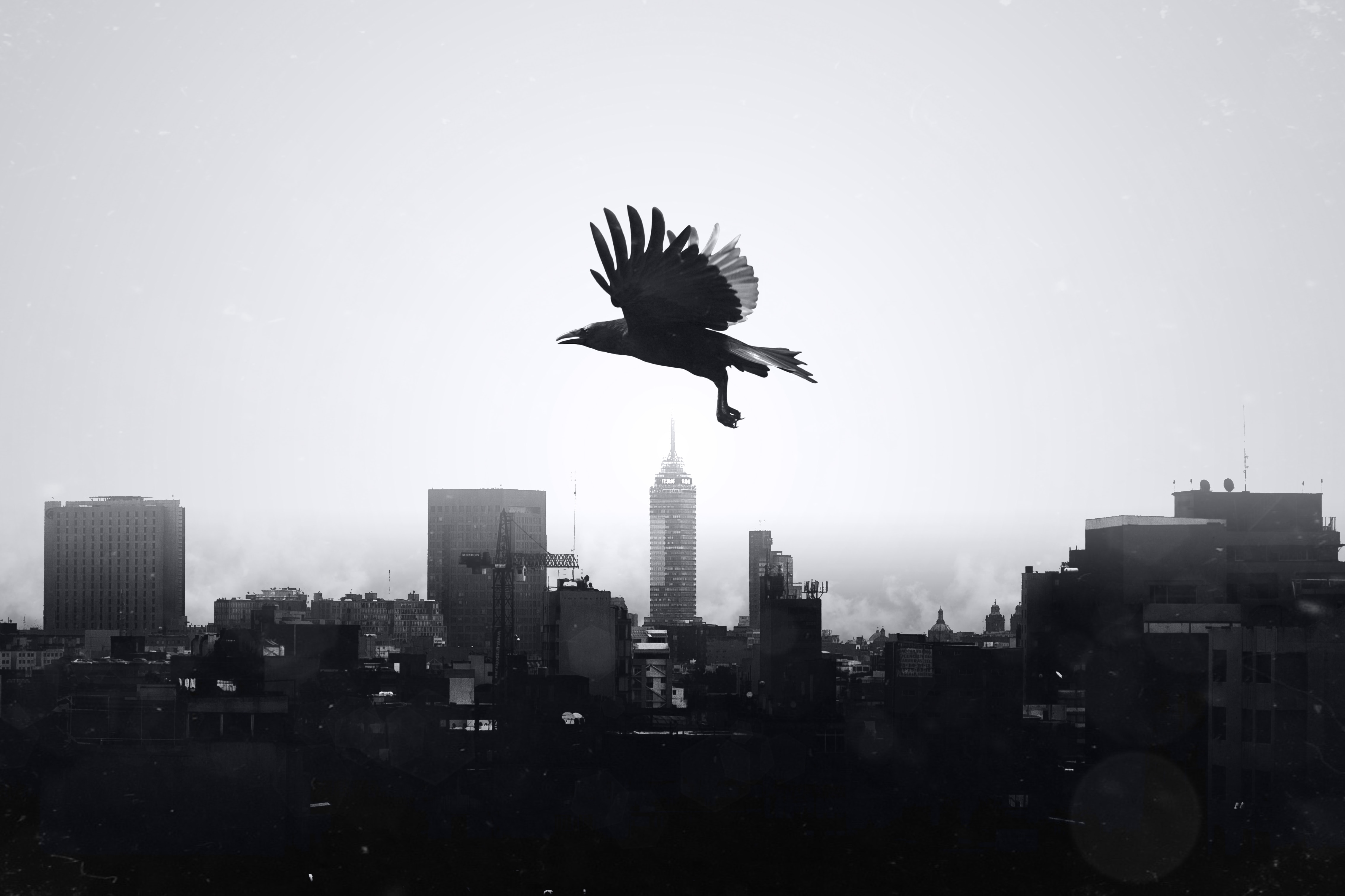 raven, bird, animals, city, flight, bw, chb lock screen backgrounds