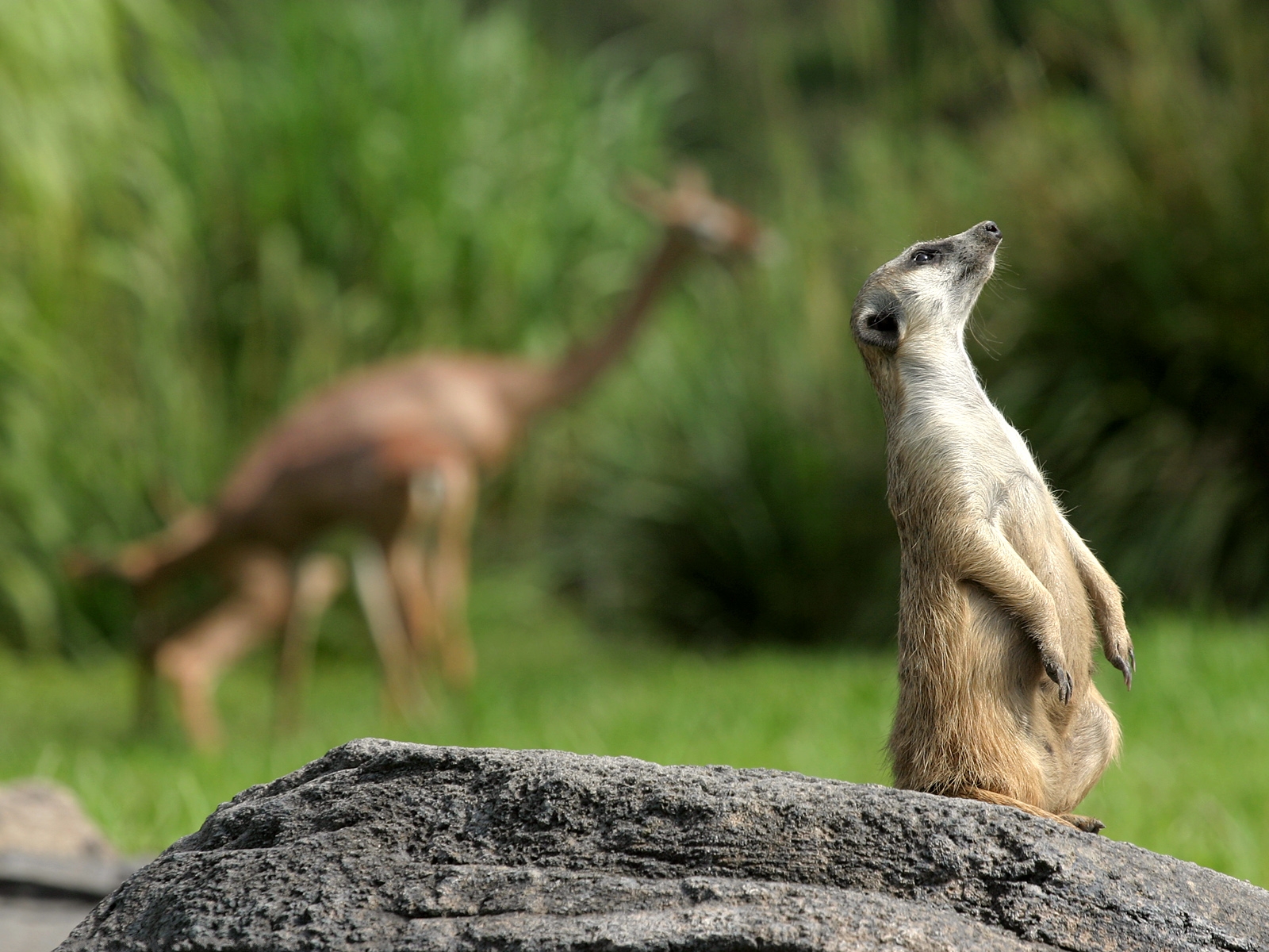 animal, meerkat HD wallpaper