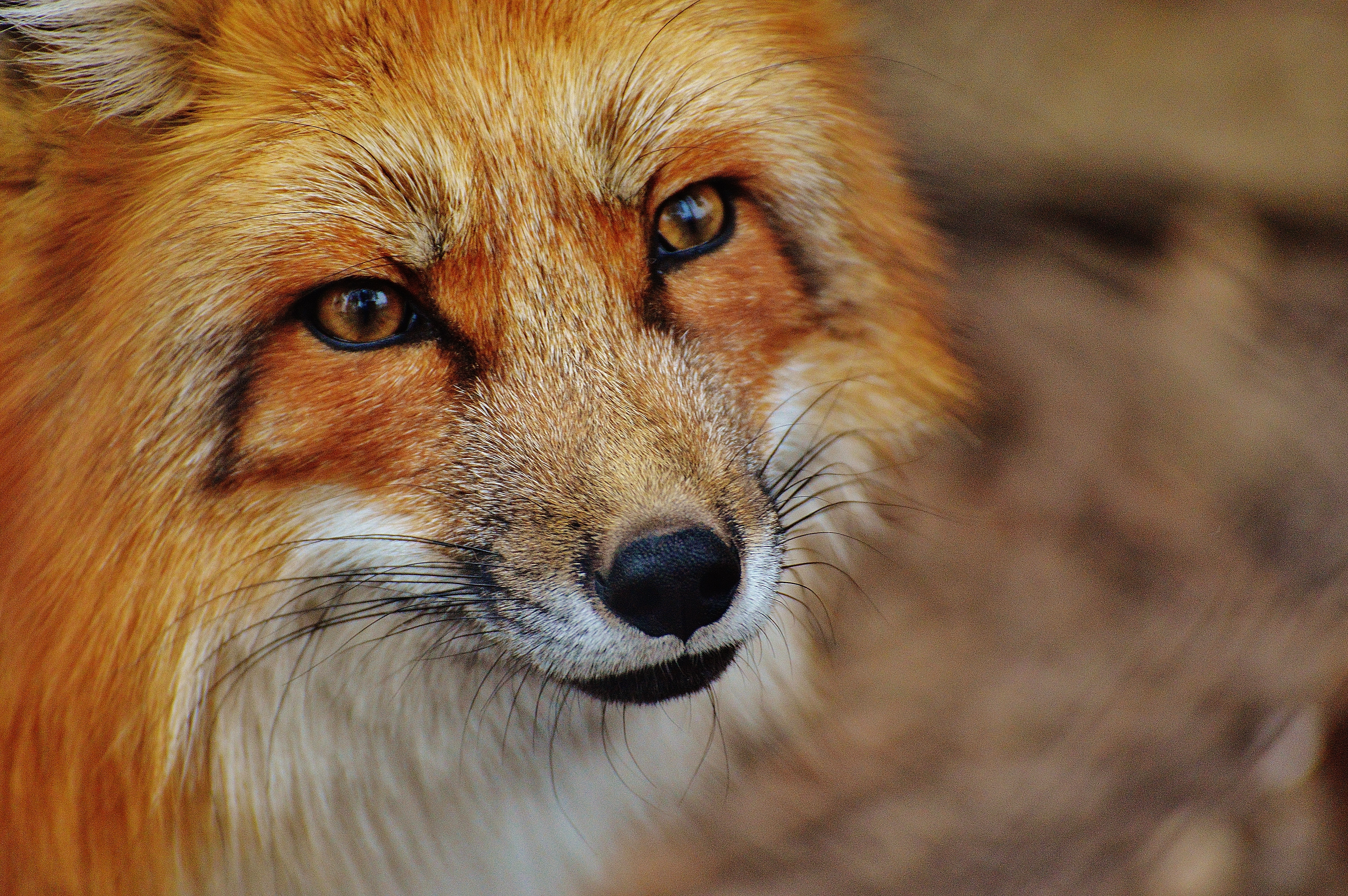 免费下载动物, 狐狸, 捕食者, 枪口, 莫尔达, 视线, 查看, 一只狐狸, 掠夺性手机壁纸。