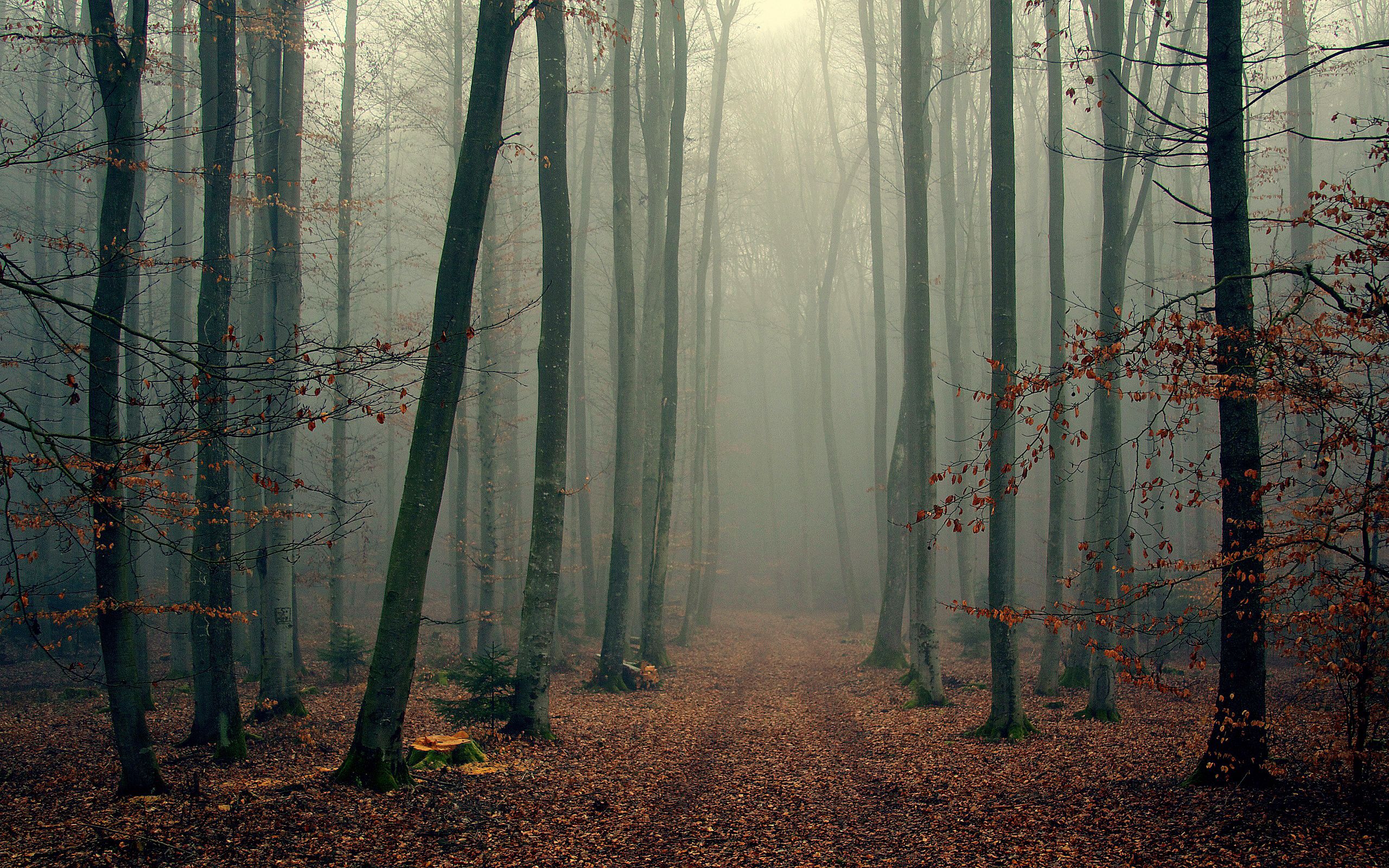 Download mobile wallpaper Cool, Coolness, Foliage, Forest, Fog, Autumn, Trees, Nature for free.