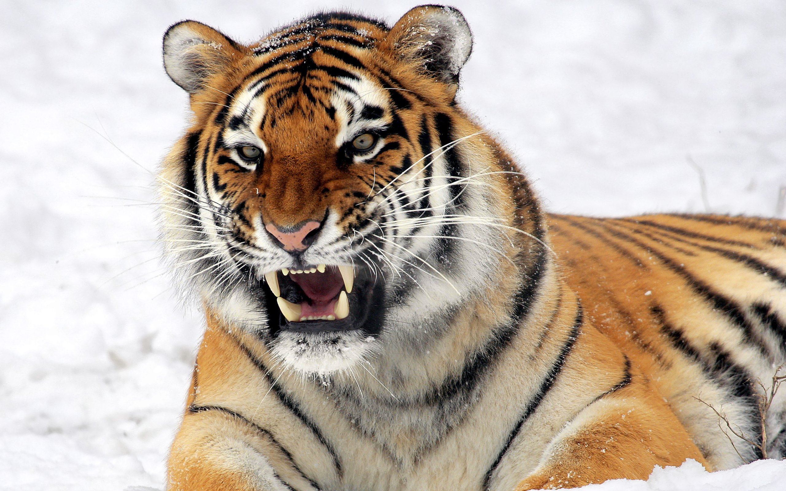 372729 baixar imagens animais, tigre, gato, rosnar, gato selvagem, gatos - papéis de parede e protetores de tela gratuitamente