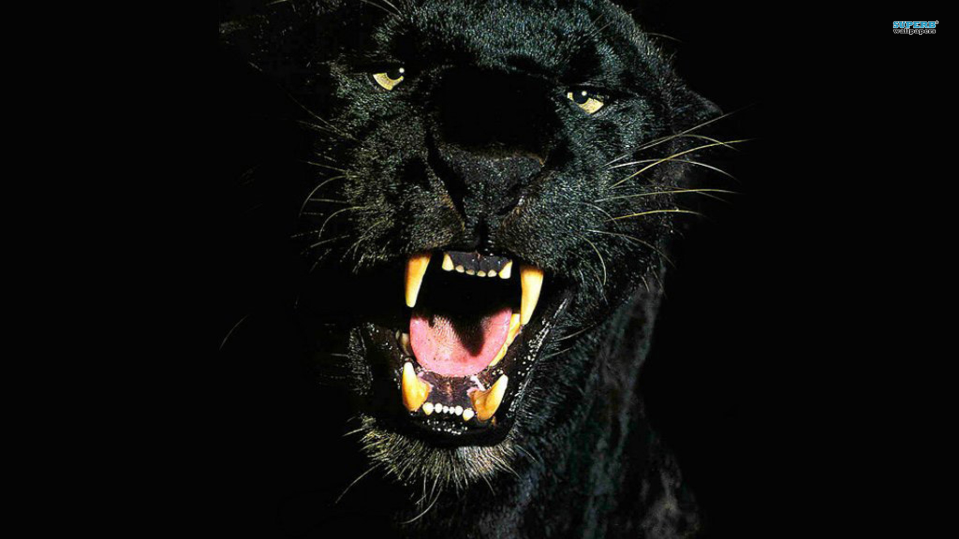 black panther, cats, animal QHD