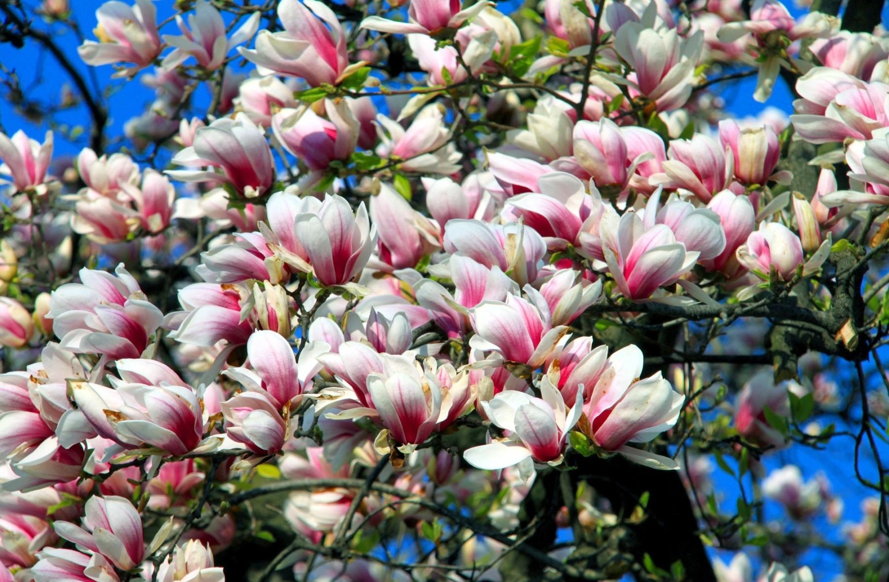 102571 télécharger l'image magnolia, source, printemps, fleurs, sky, branches, floraison - fonds d'écran et économiseurs d'écran gratuits