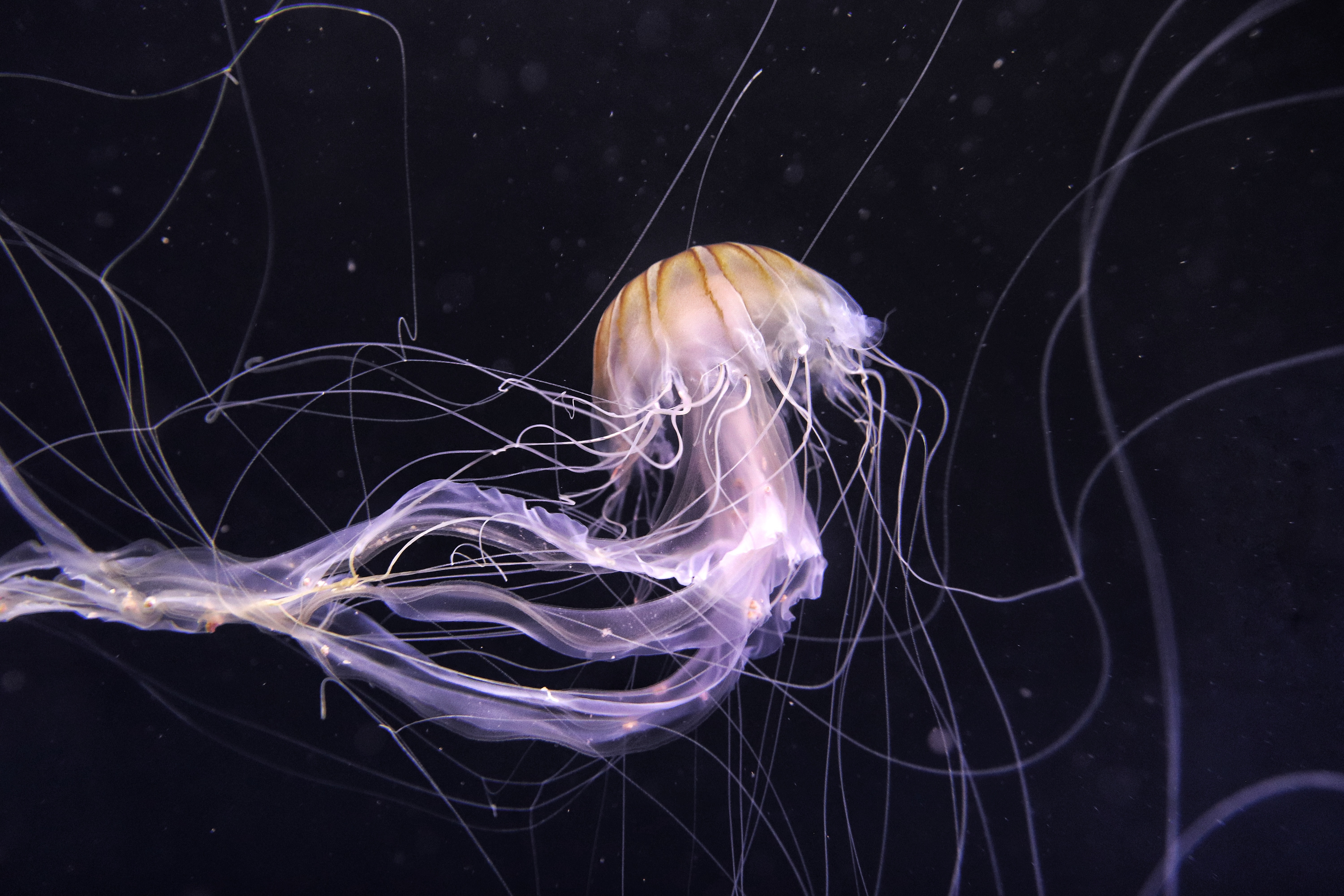 Download mobile wallpaper Tentacle, Animals, Handsomely, It's Beautiful, Jellyfish, Underwater World, Dark for free.