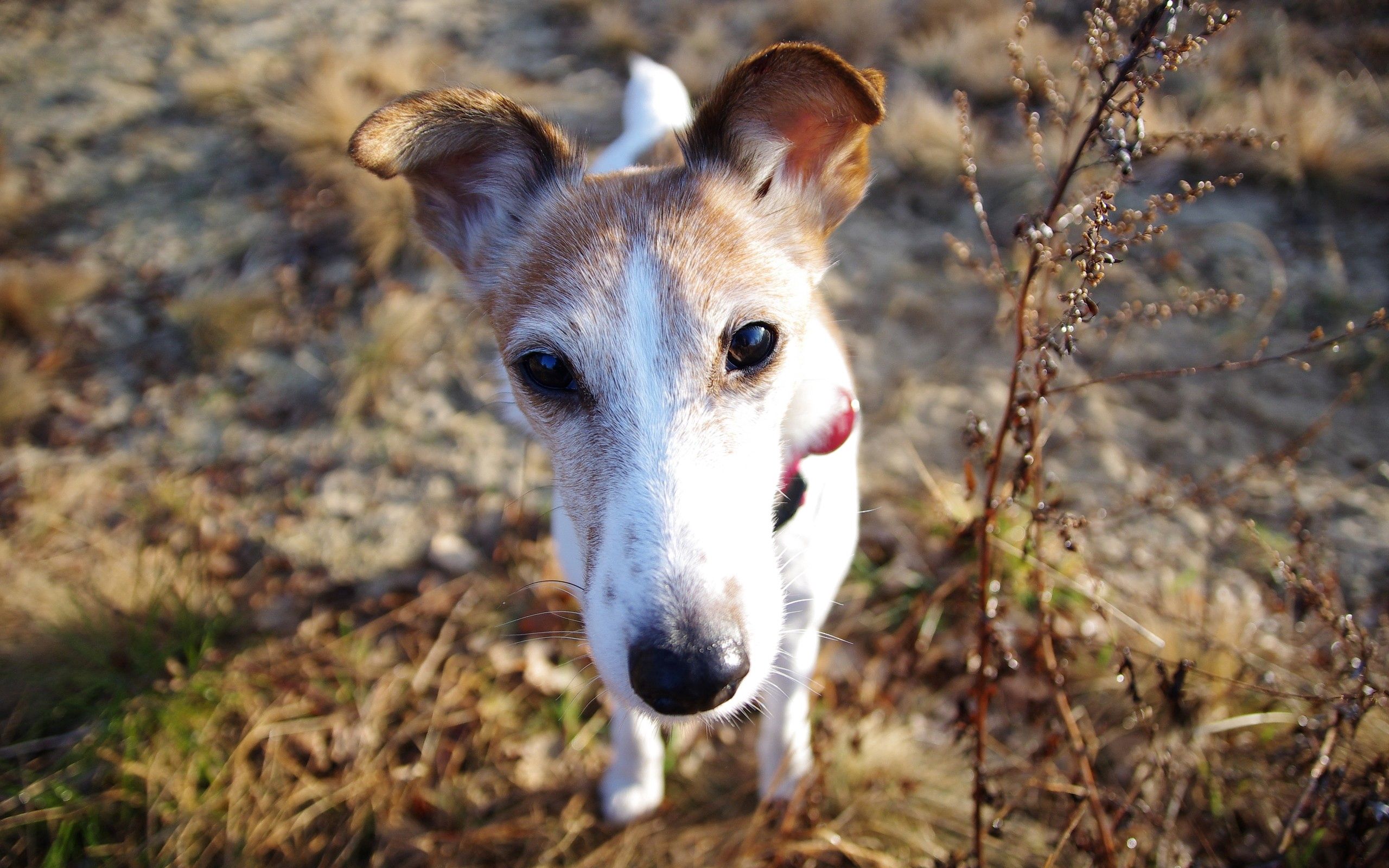 Handy-Wallpaper Hund, Schnauze, Nase, Tiere, Laub kostenlos herunterladen.