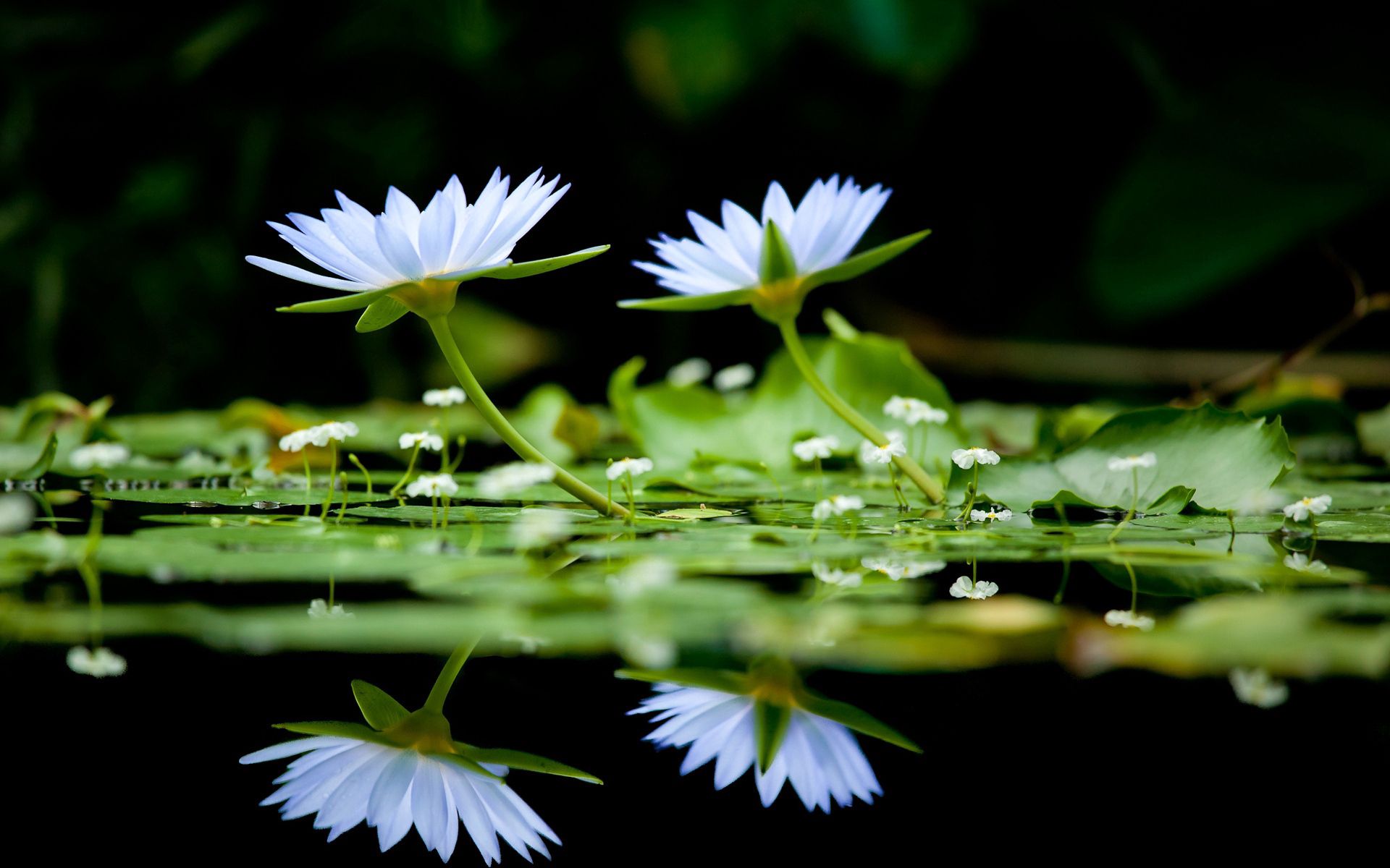 reflection, surface, smooth, water, greens, flowers 8K