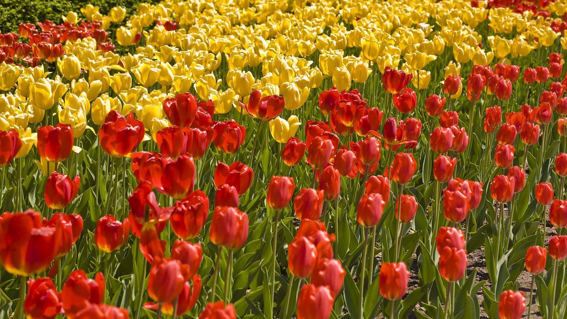 flowers, grass, tulips, flower bed, flowerbed, field Full HD