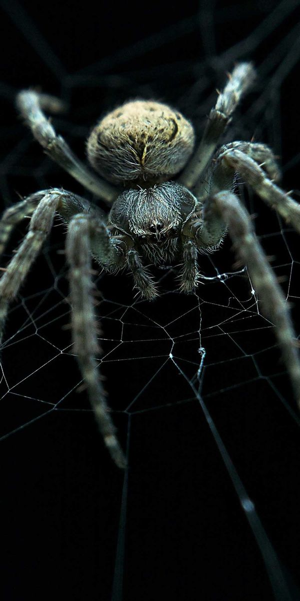 Spider download. Пауки. Паук обои. Изображение паука. Паук живой.