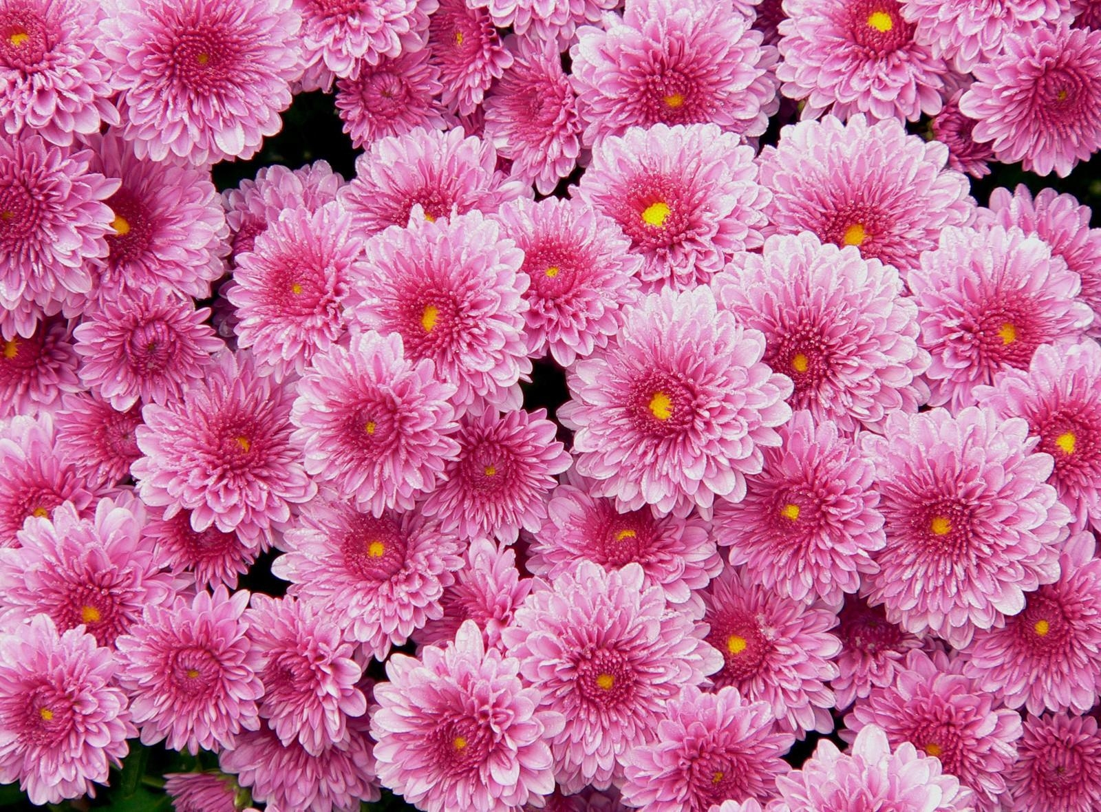 144351 Hintergrundbild herunterladen rosa, blumen, chrysantheme, viel - Bildschirmschoner und Bilder kostenlos