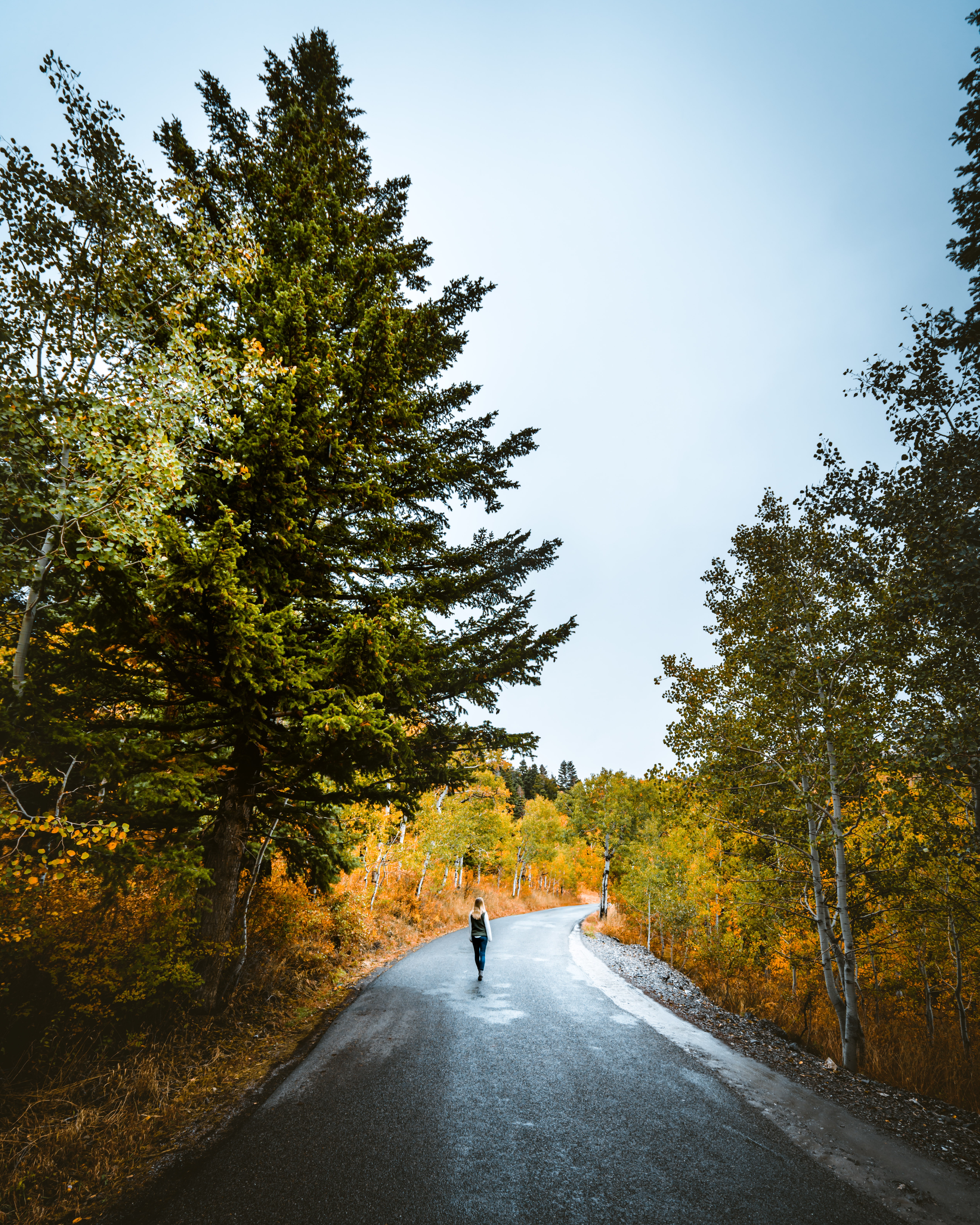 autumn, privacy, seclusion, miscellanea, miscellaneous, road, forest, stroll, loneliness Free Stock Photo