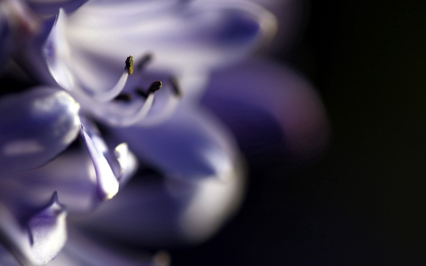 Free download wallpaper Flower, Macro, Blur, Smooth, Leaves on your PC desktop