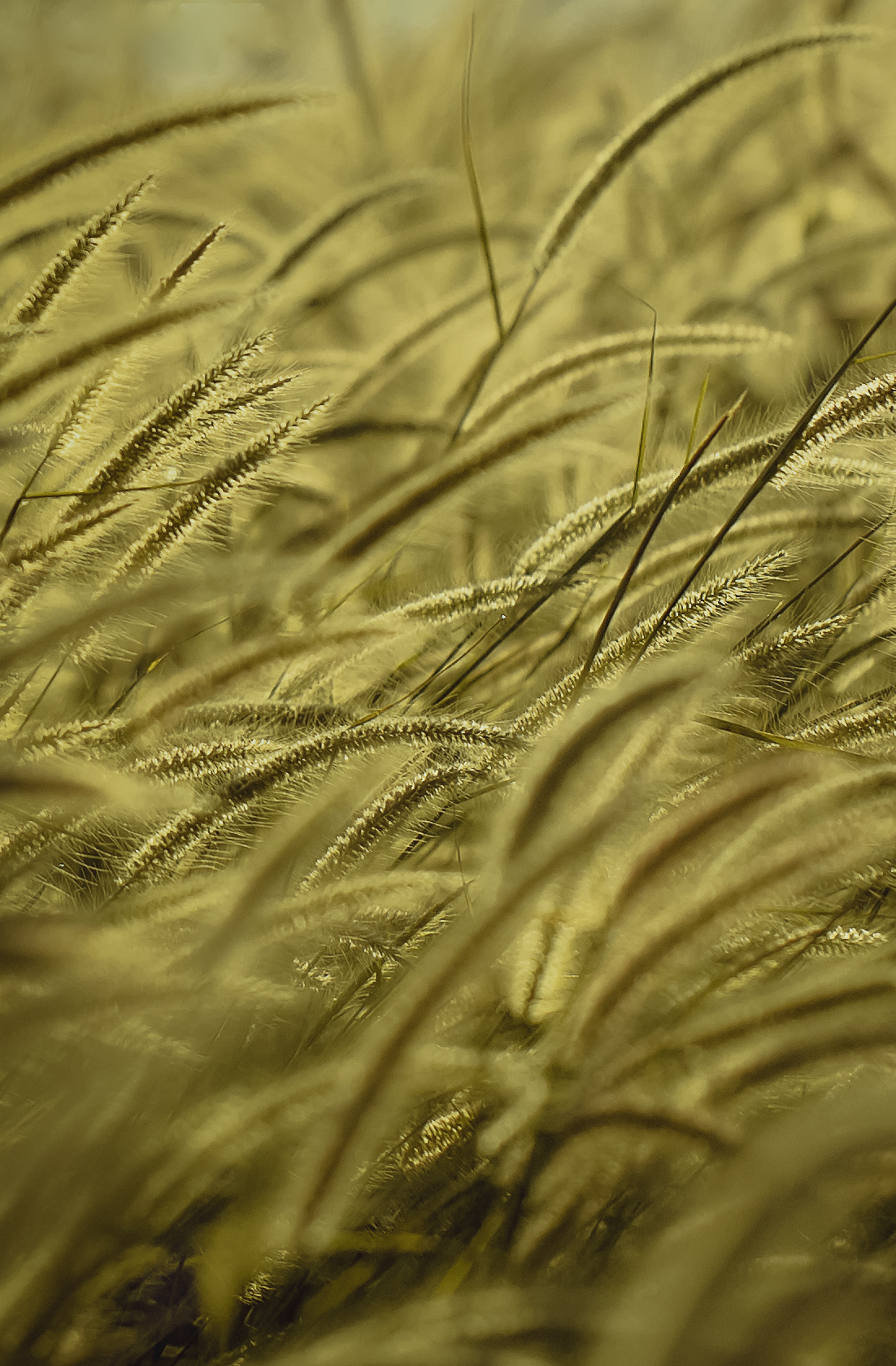 nature, grass, dry, wind, ear HD wallpaper