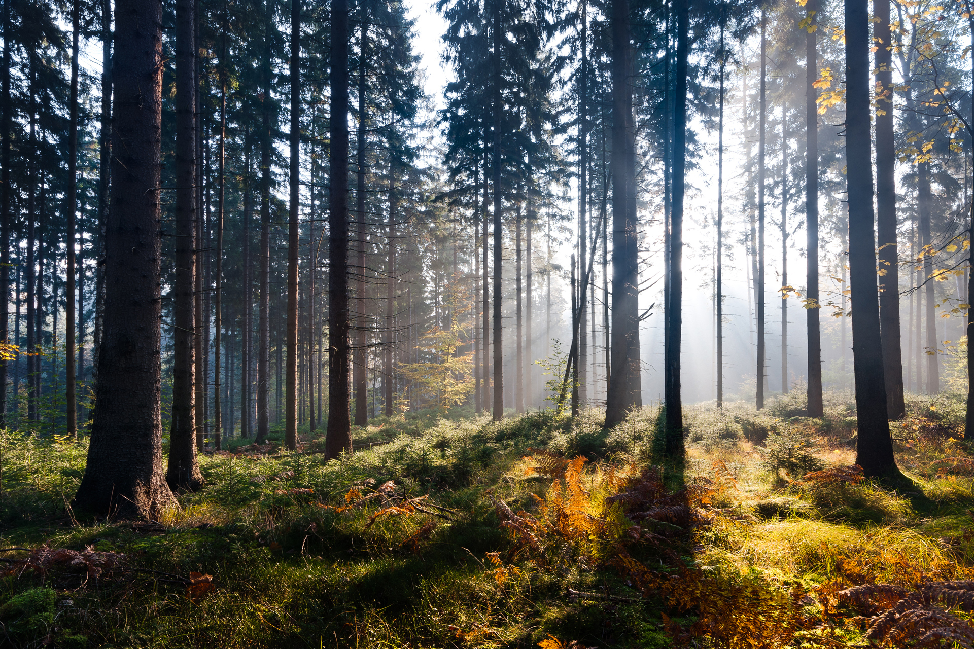 фотографии леса в высоком качестве