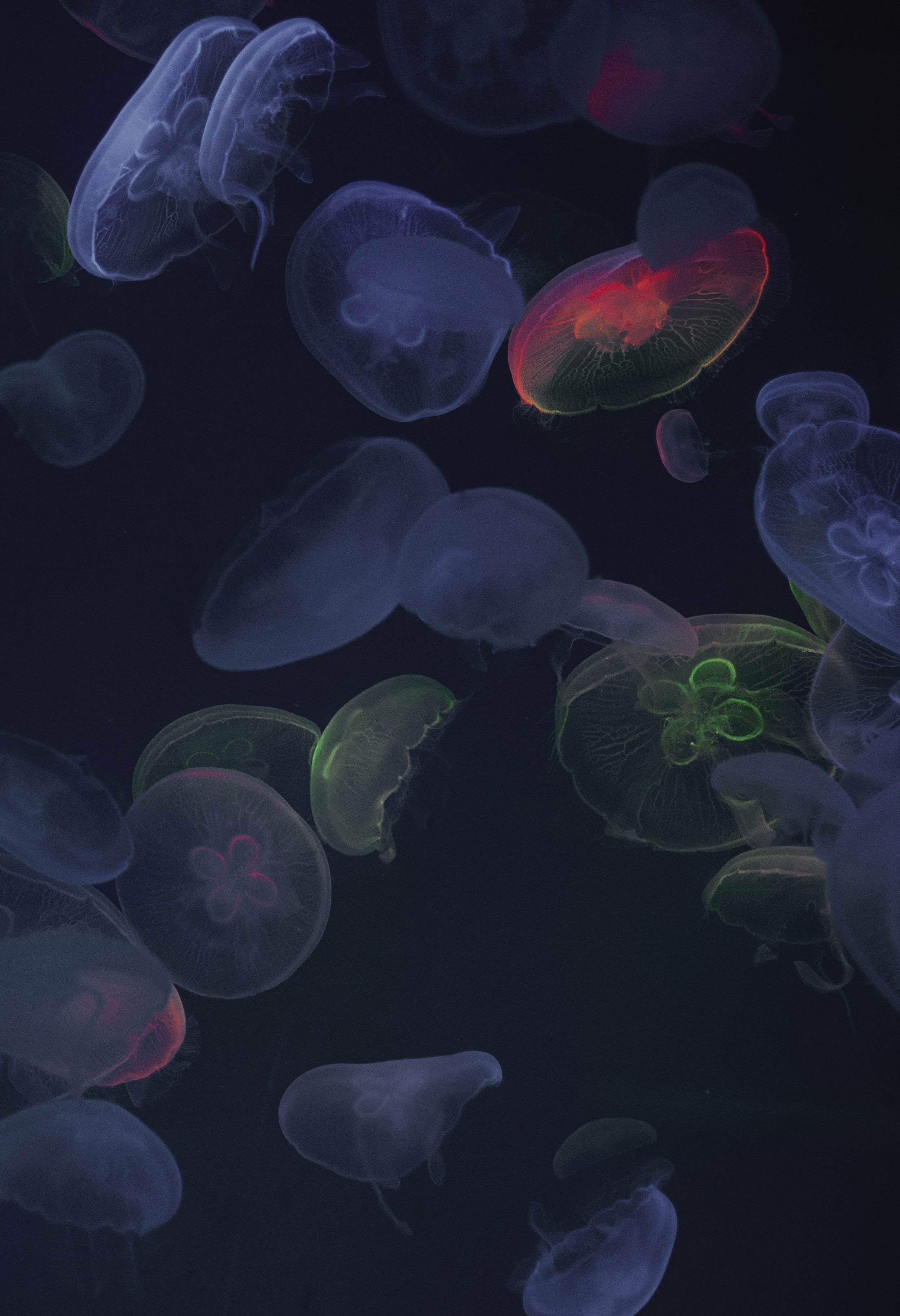 Download mobile wallpaper Jellyfish, Glow, Underwater World, Dark for free.