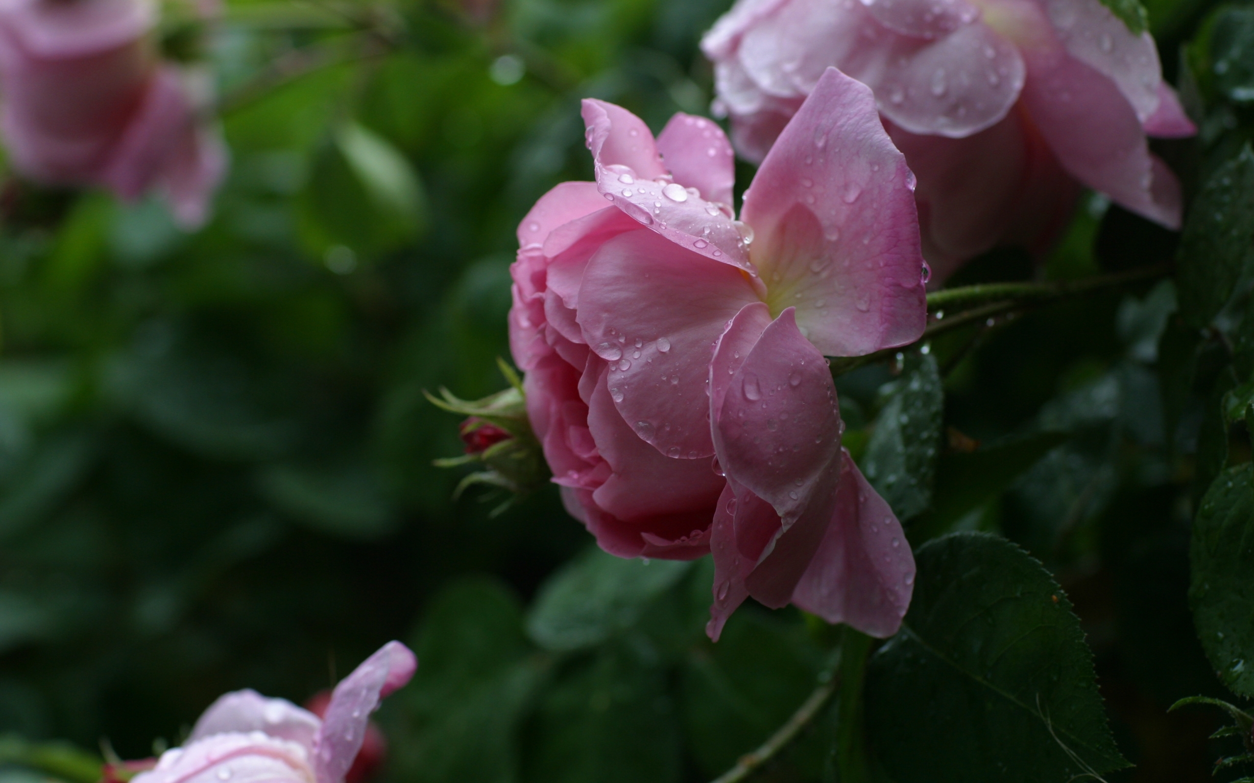 Descarga gratuita de fondo de pantalla para móvil de Flores, Drops, Plantas, Roses.