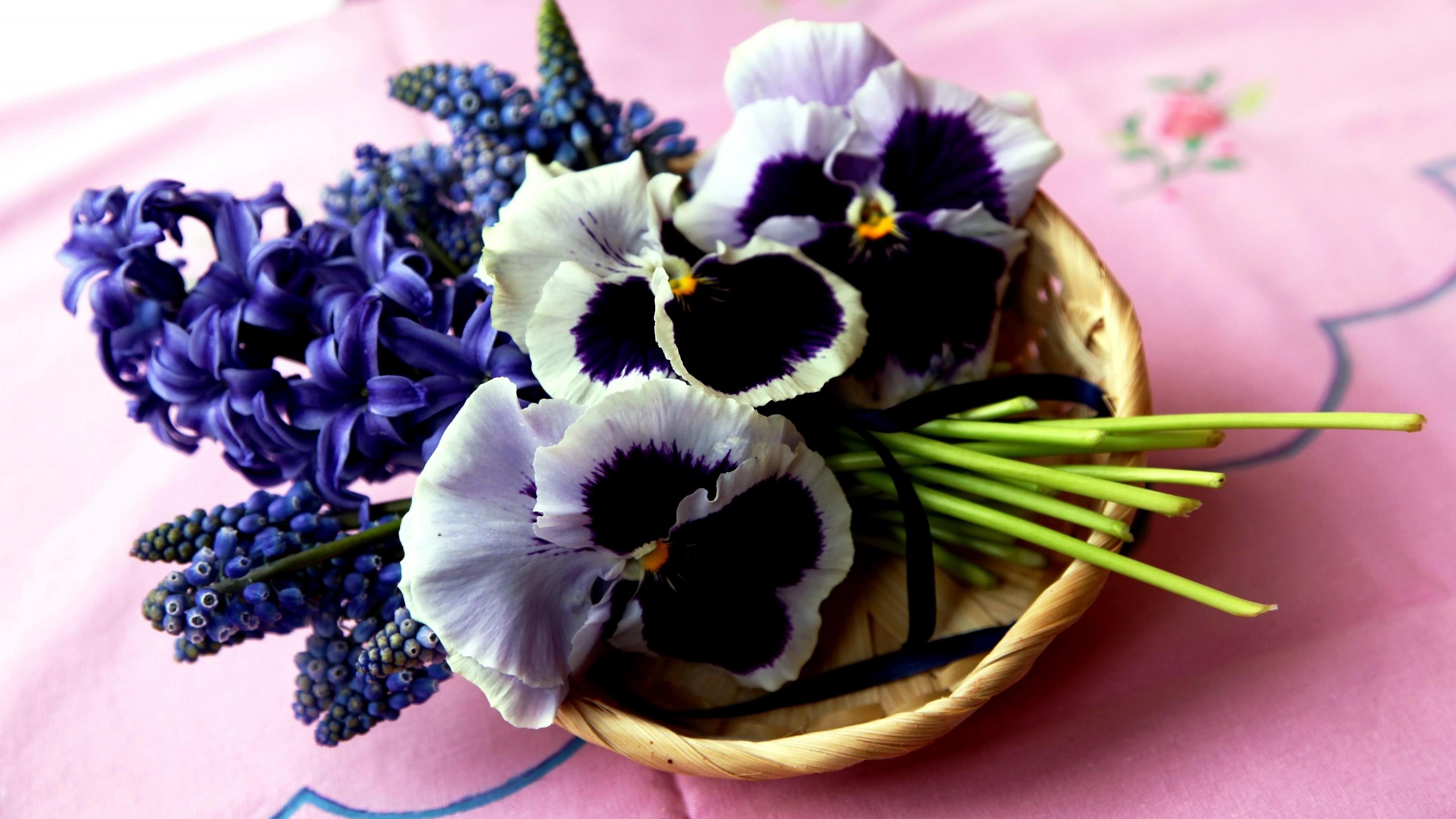 737059 завантажити картинку фіолетова квітка, створено людиною, квітка, гіацинт, мускарі, пансі - шпалери і заставки безкоштовно