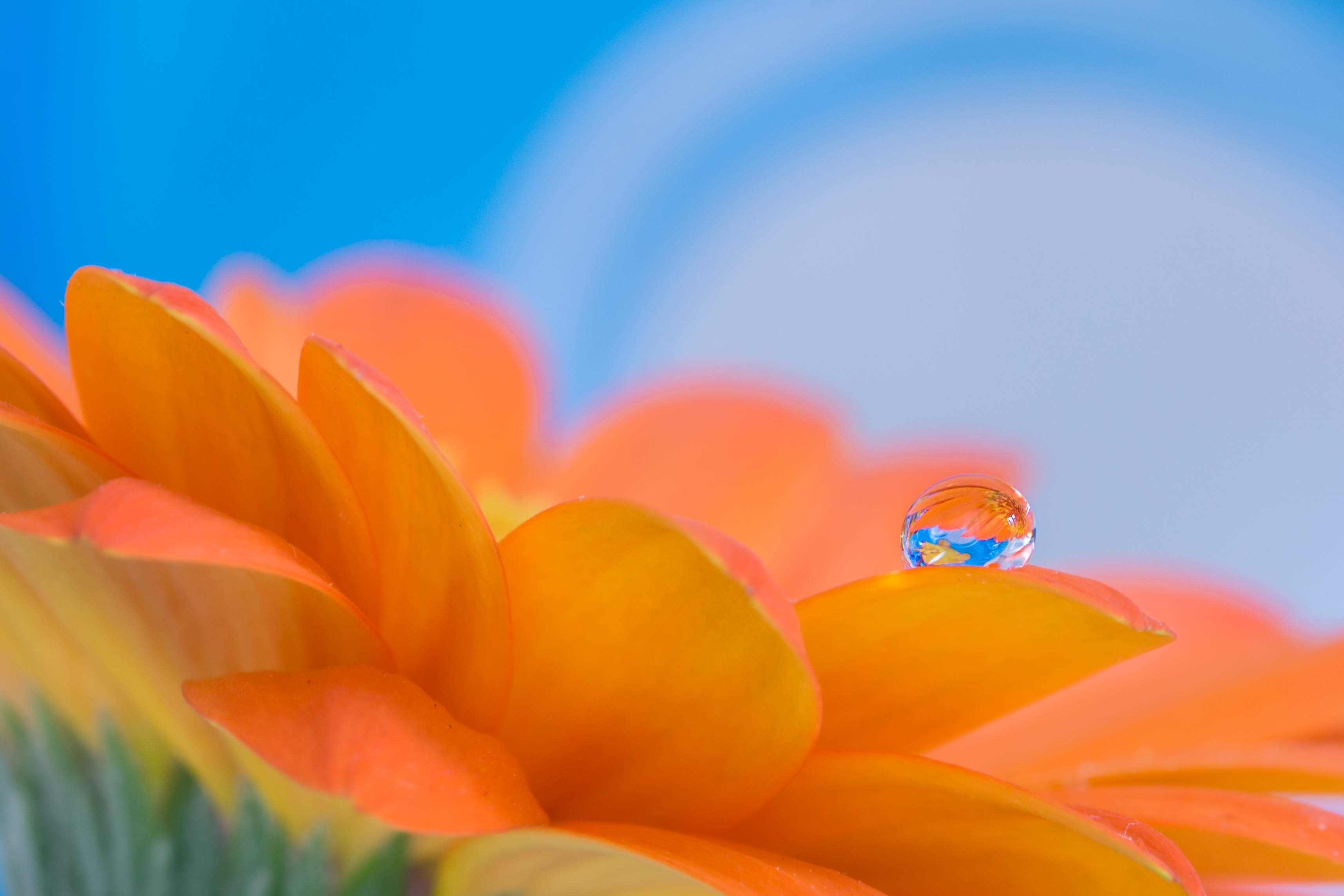 drop, reflection, flower, macro, petals, gerbera QHD