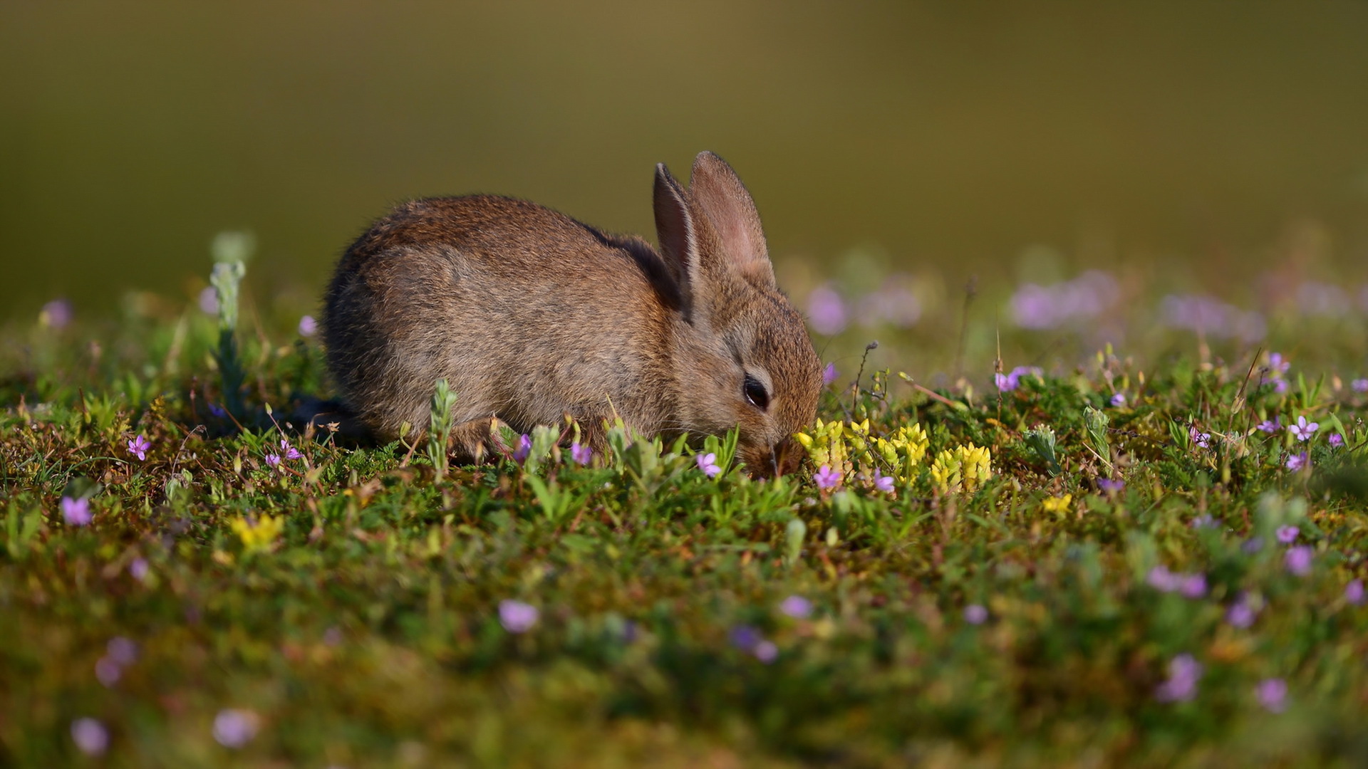 Зайчонок родившийся весной. Зайчик на природе. Весенние Зайчата. Зайчата в природе. Заяц в природе.