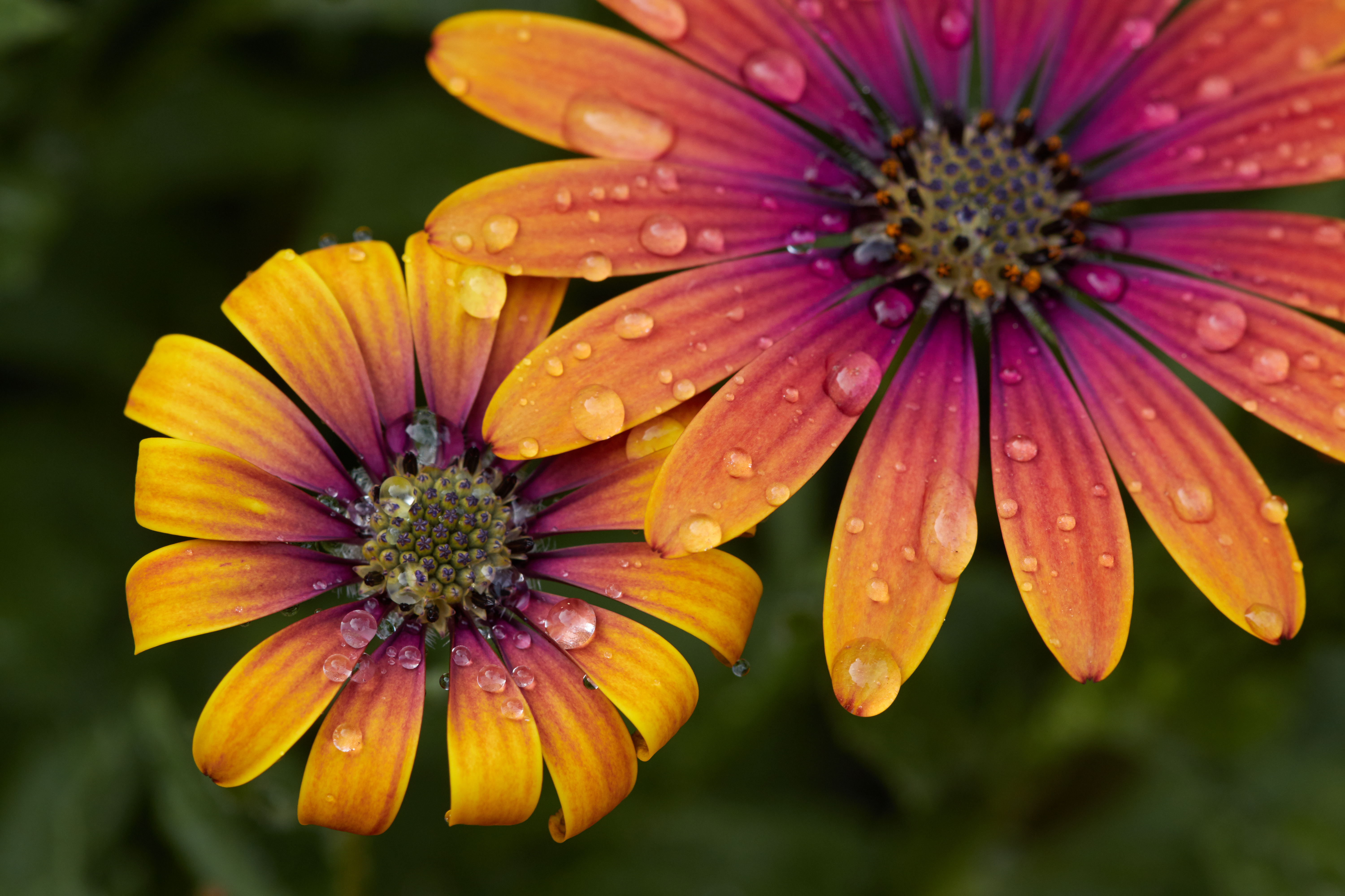 Laden Sie das Blumen, Drops, Makro, Wasser, Blume, Blütenblätter-Bild kostenlos auf Ihren PC-Desktop herunter