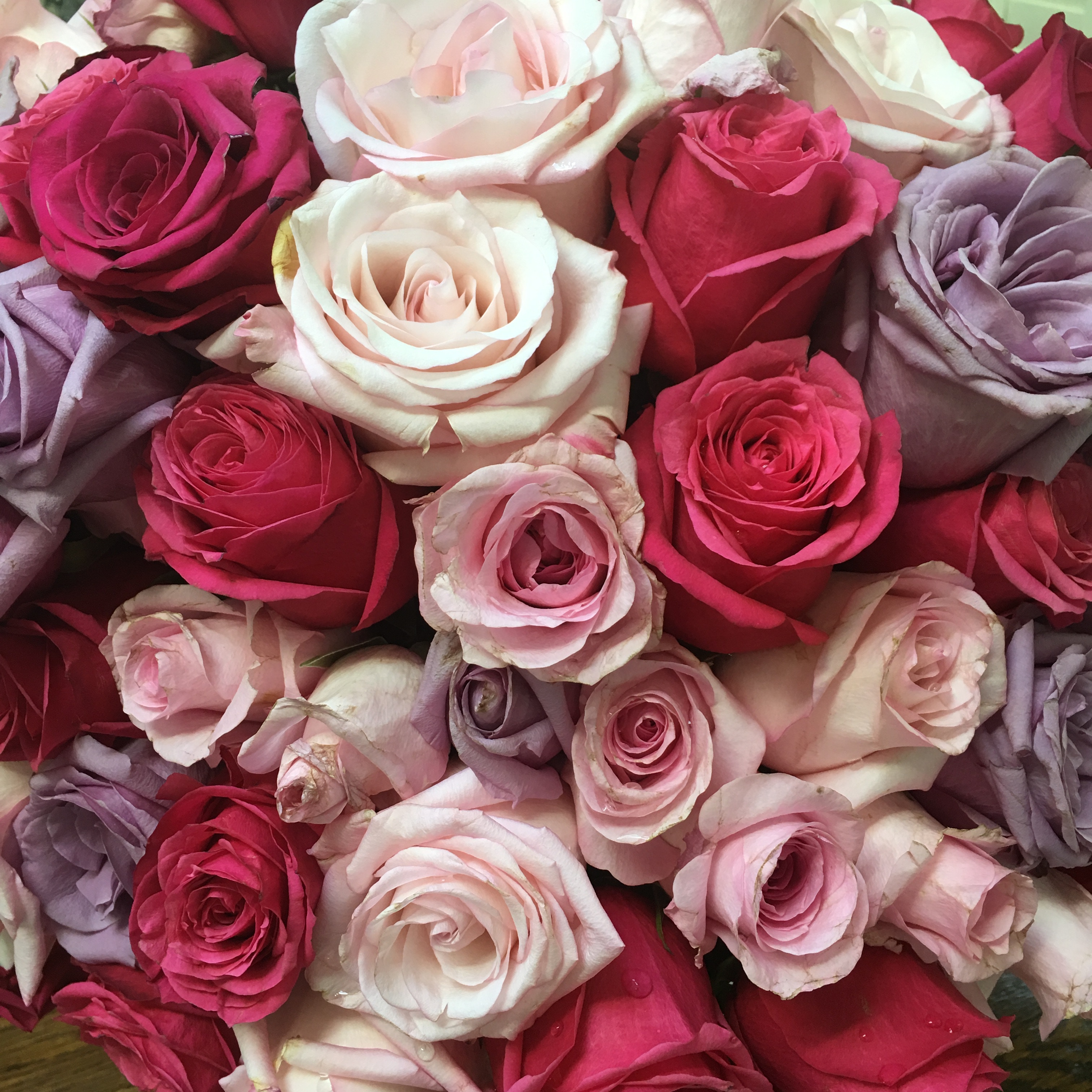 Handy-Wallpaper Roses, Motley, Blumen, Mehrfarbig, Bouquet, Strauß kostenlos herunterladen.