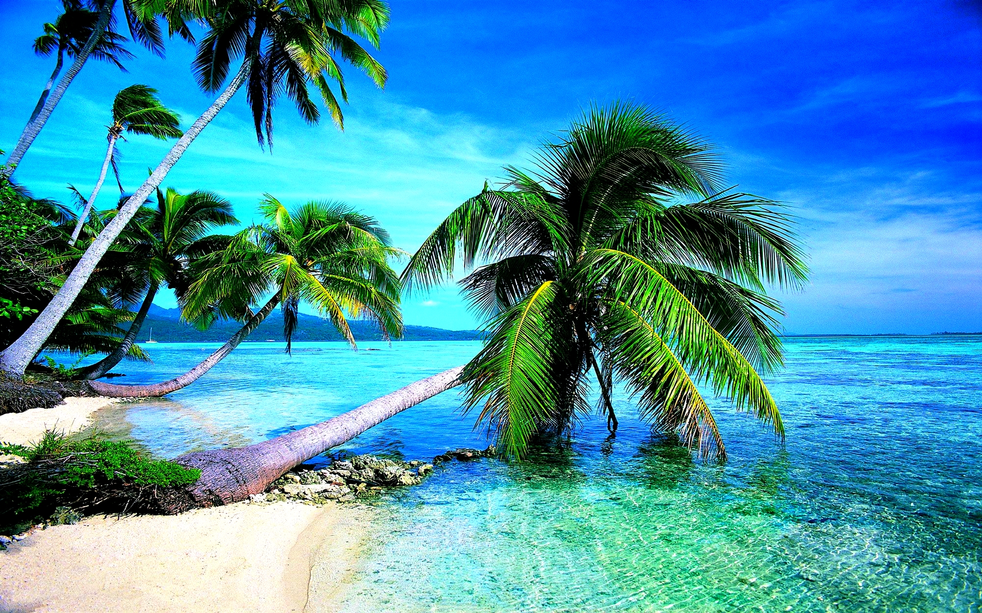Природа пальмы море