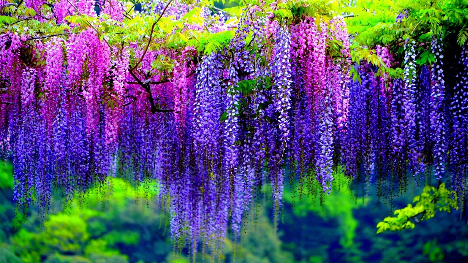 earth, wisteria, blossom, pink flower, purple flower, tree, flowers