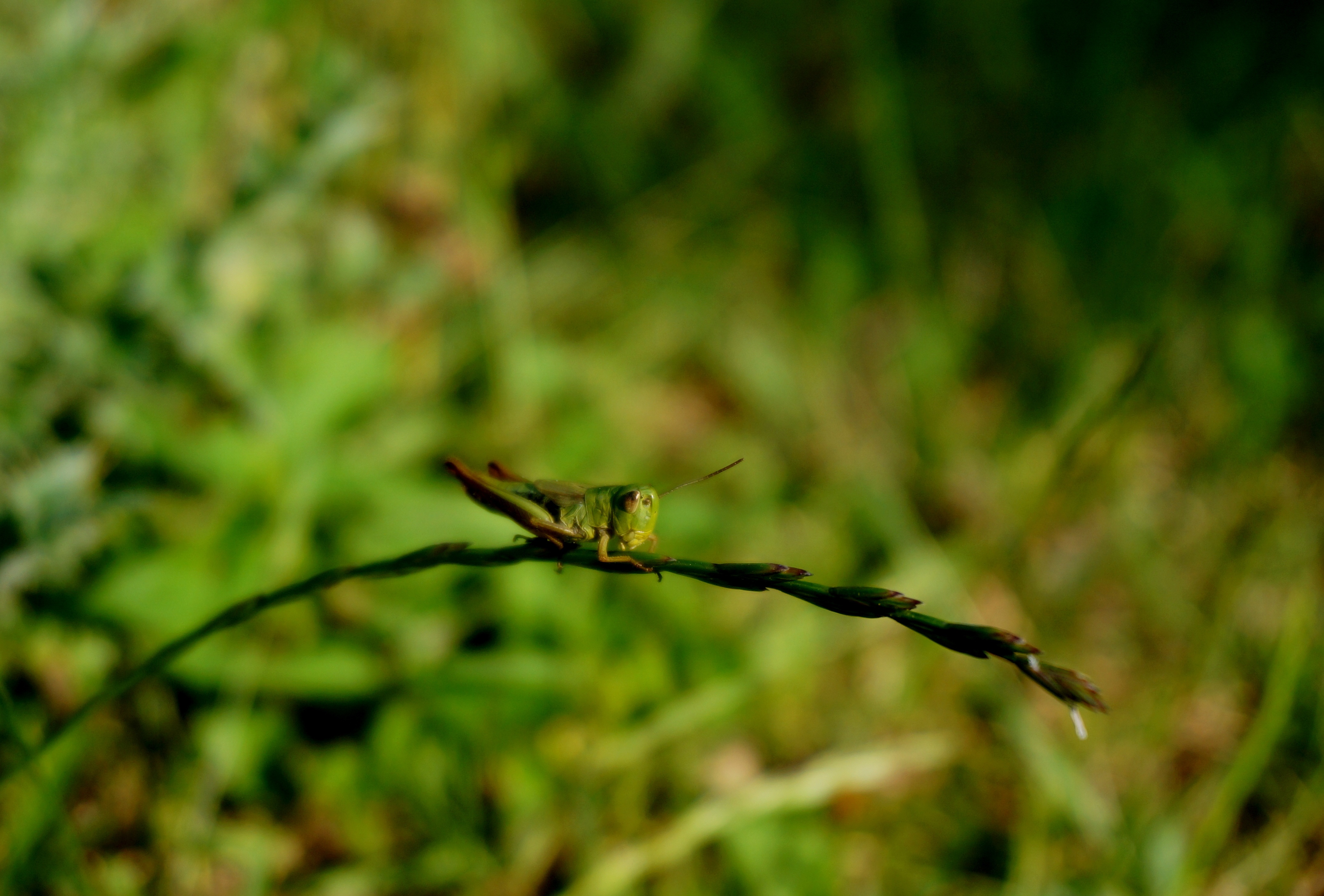 Растение кузнечик лягушка еж. Насекомые в траве. Макро фото растения и животные. Животные растения насекомые. Насекомые в траве картинки.