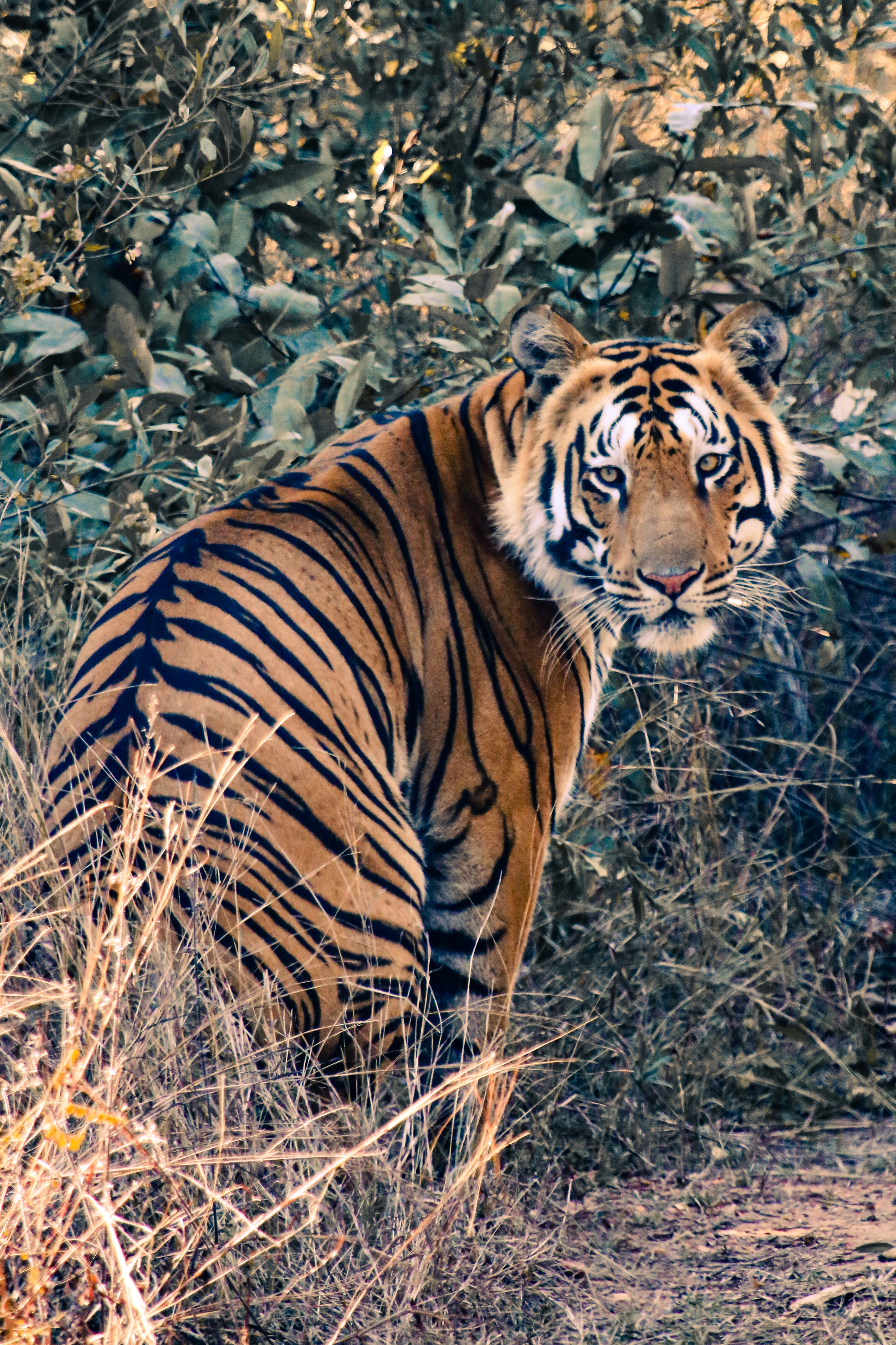 animals, big cat, sight, opinion, tiger, animal, wild Image for desktop
